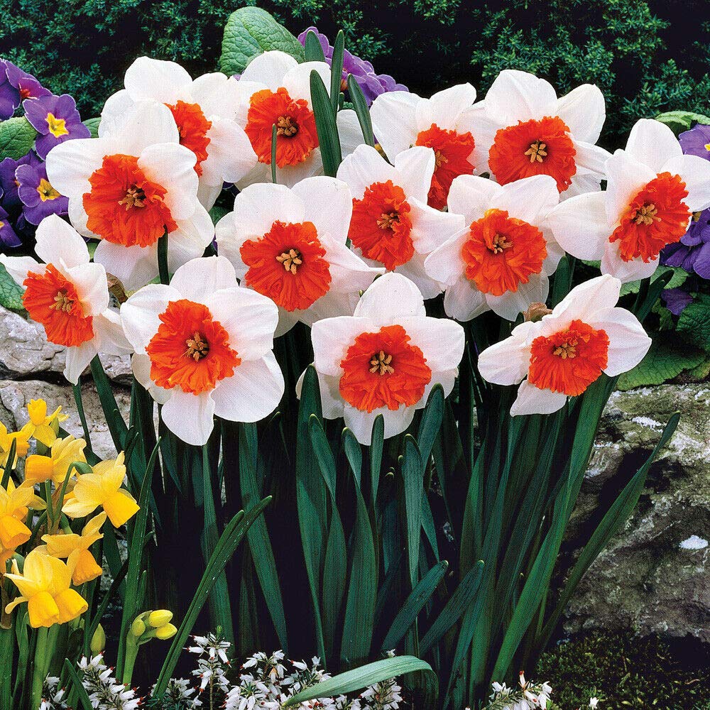Sponsored Ad – Daffodil Bulbs Narcissus ‘Bella Vista’ Striking Springtime Display Stunning White and Orange Flowers Perfect for Bed, Borders, Containers, Cut Flower 10 x Daffodil Bulbs by Thompson and Morgan…