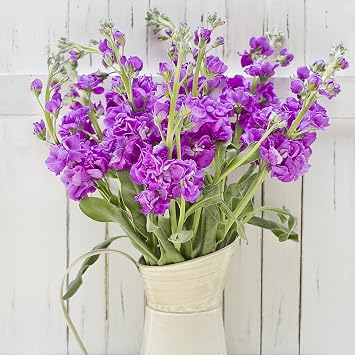 Greenchoice Flowers - 50 fresh cut Purple Stock / 20" long stem/No Vase