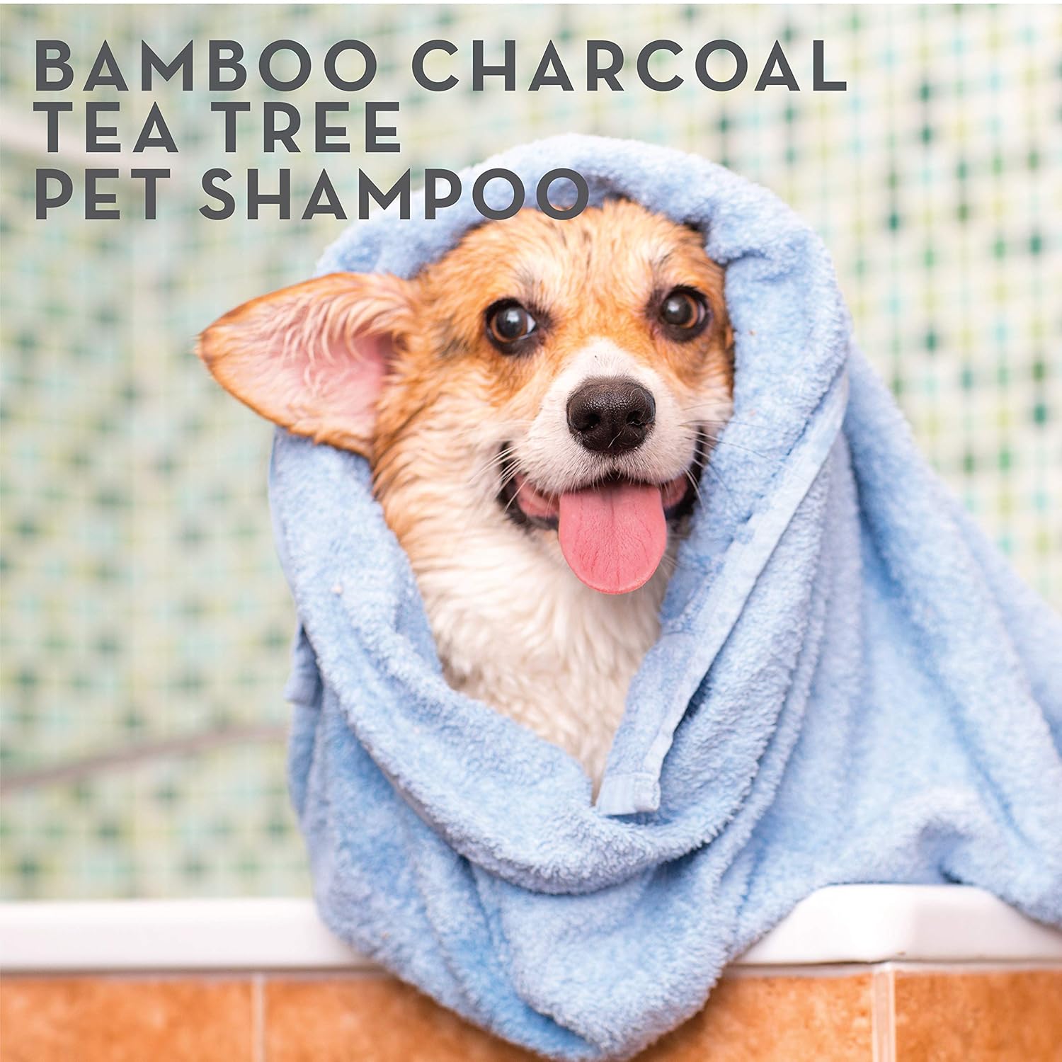 doghaus shampoo