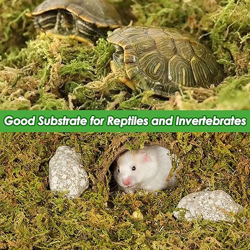 Miniatura 5 de Sphagnum - Mezcla de musgo para plantas, 5.3 onzas, mezcla para macetas de orquídeas de musgo verde seco para plantas en maceta, trasplante de