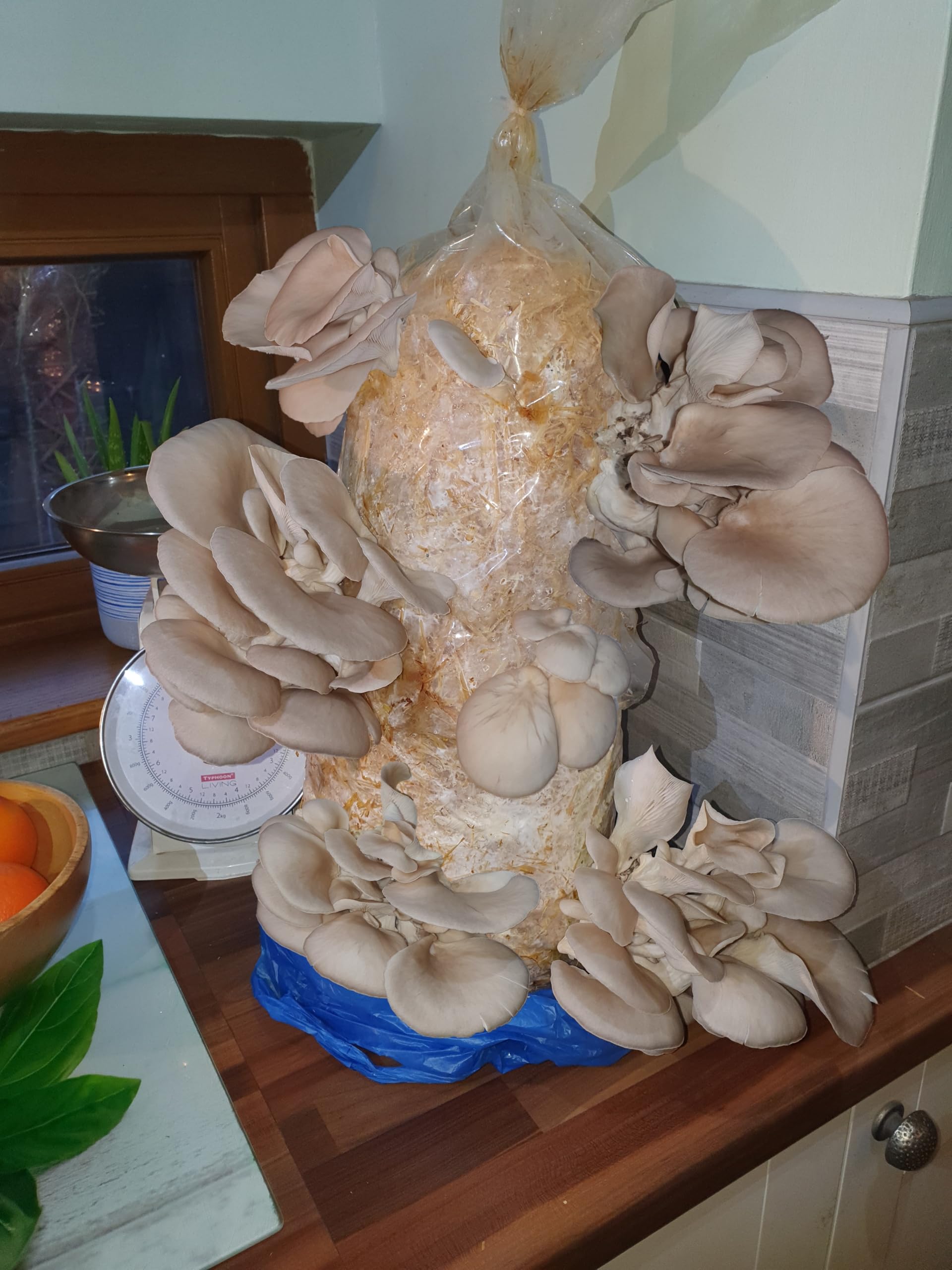 Foragers Table Mushroom Growing Kit, Blue Oyster Straw Log X-Large, 1 Meter Long, Mushroom Grow Kit Easy and Fast Growing, Includes Everything You Will Need Including Living Spawn