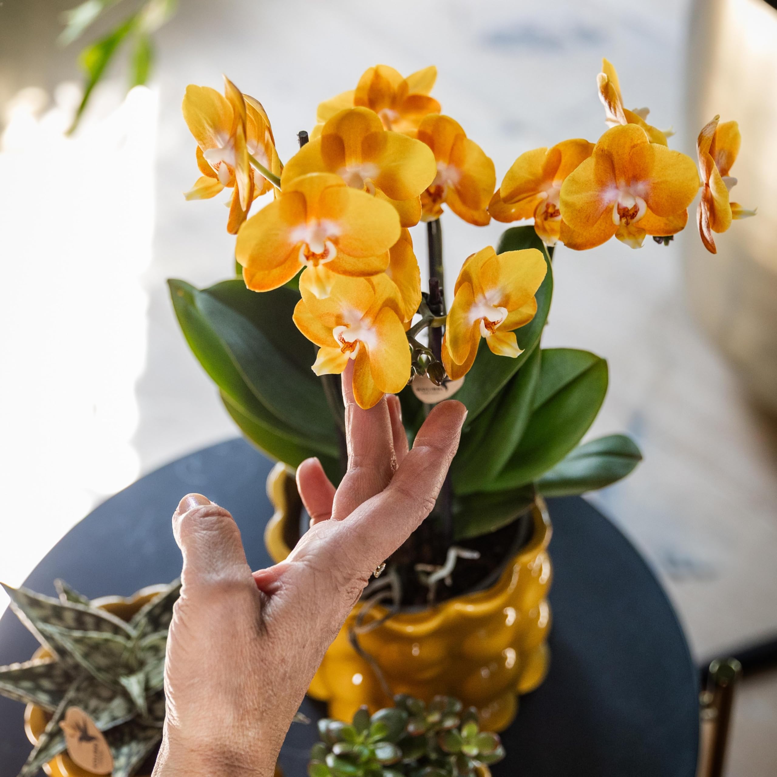 Kolibri Orquídeas | Orquídeas orquídeas Phalaenopsis orquídeas orquídeas orquídeas, diámetro 12 cm | Joya Las Vegas