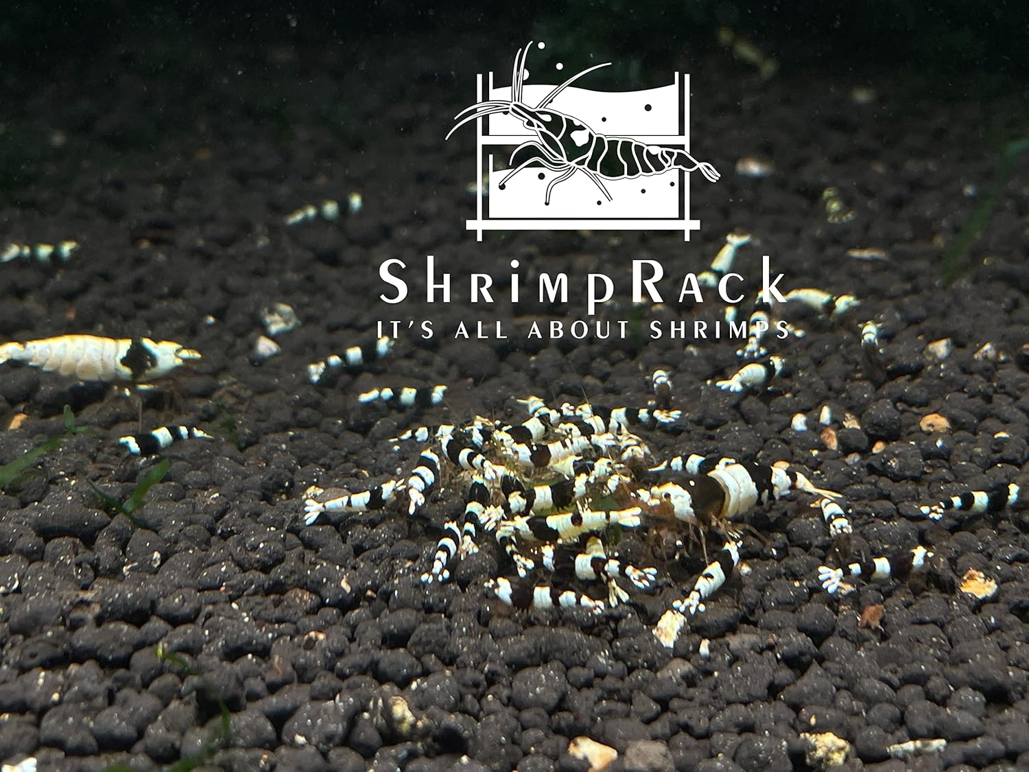 ShrimpRack™ 10 Pure Black Line PBL Caridina Live Freshwater Shrimps.