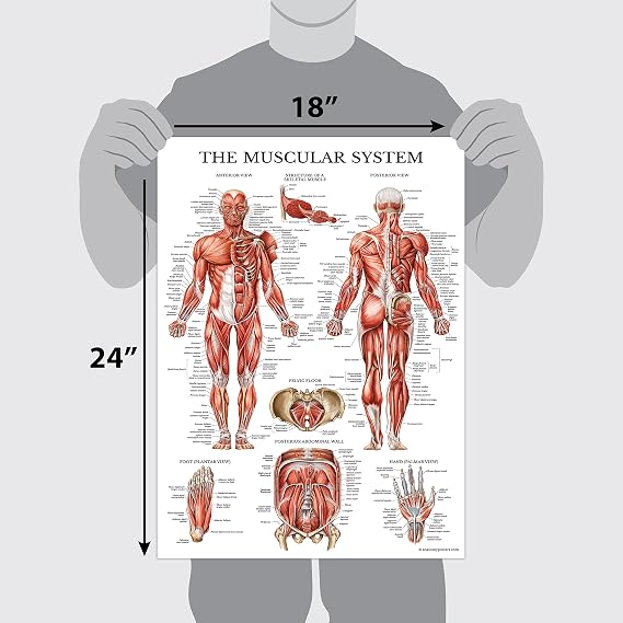 Palace Learning 4 Pack - Anatomical Poster Set - Laminated - Muscular, Skeletal, Spinal Nerves, Circulatory System - Anatomy Chart Set (LAMINATED, 18'' x 24'')