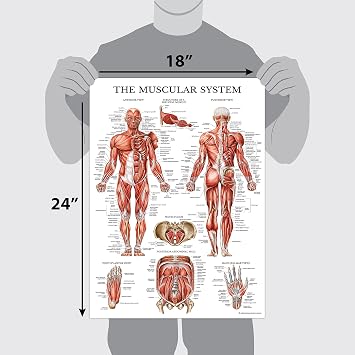 Palace Learning 4 Pack - Anatomical Poster Set - Laminated - Muscular, Skeletal, Spinal Nerves, Circulatory System - Anatomy Chart Set (LAMINATED, 18'' x 24'')