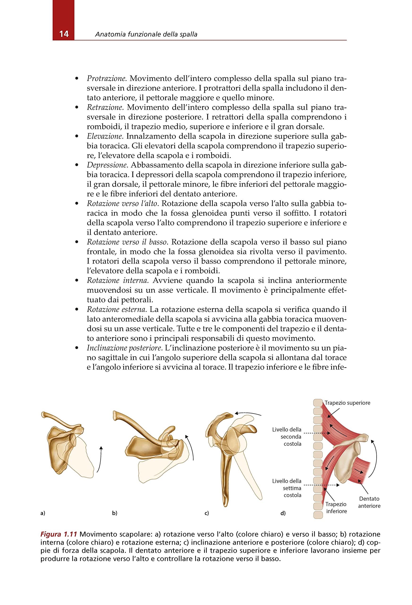 La spalla. Guida illustrata a valutazione, trattamento e riabilitazione