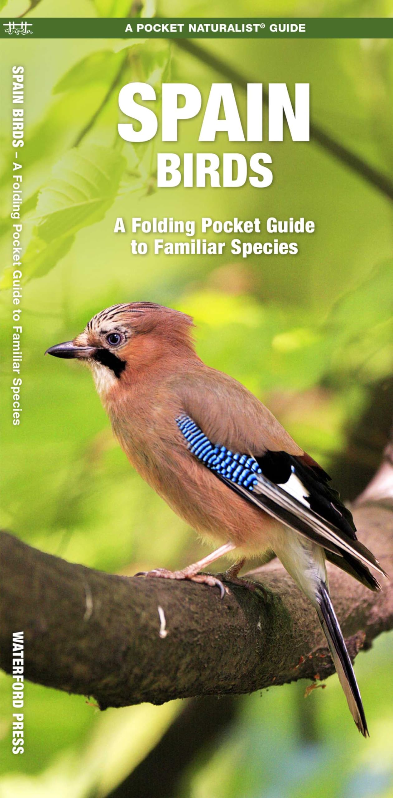 Spain Birds: A Folding Pocket Guide to Familiar Species (Pocket Naturalist Guide) (Wildlife and Nature Identification) (Nature Observation International)