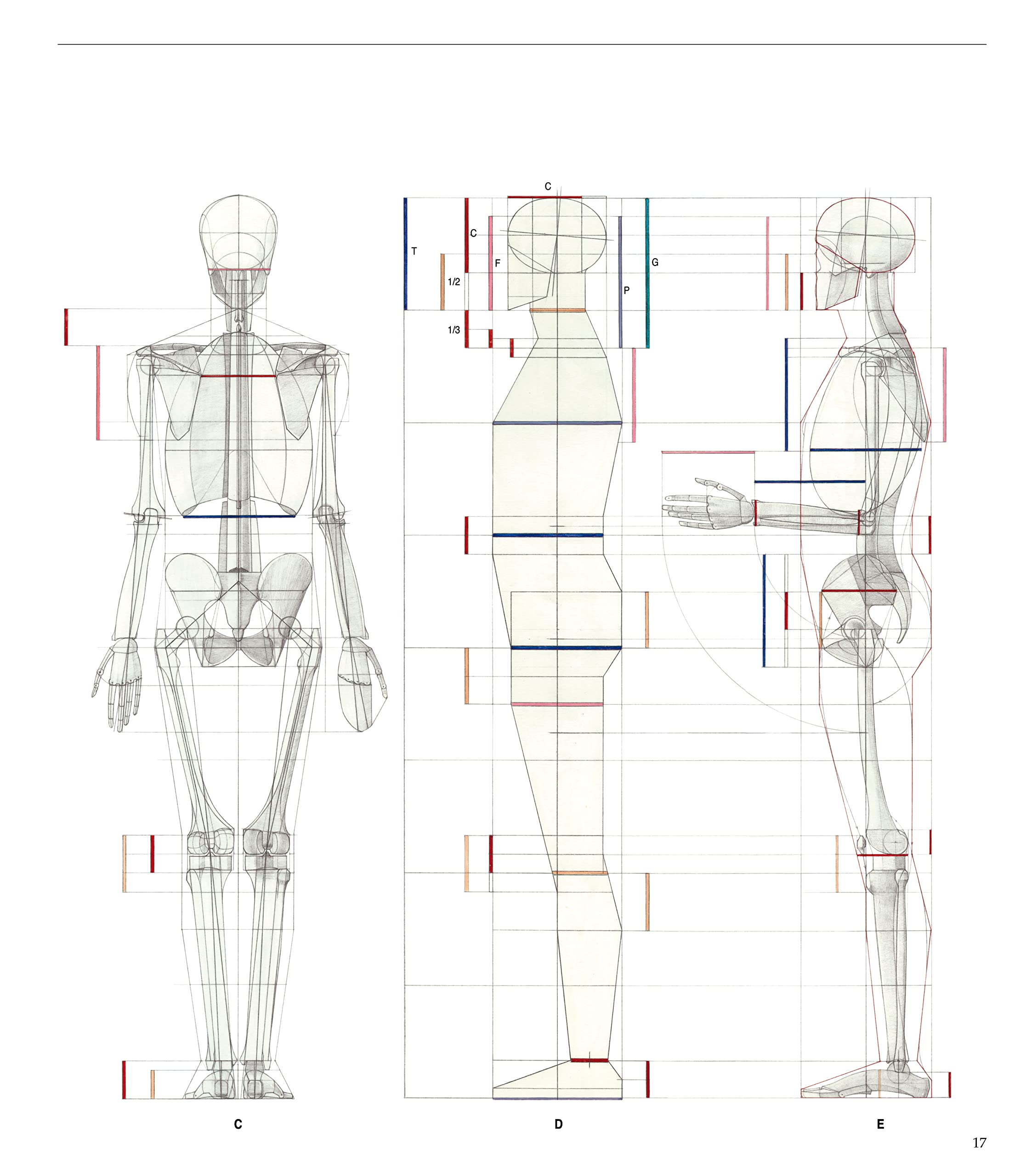 Struttura uomo. Manuale di anatomia artistica