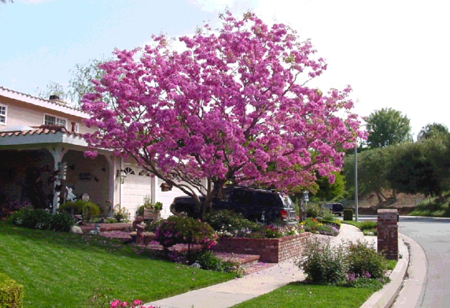Seedstores : 6 Seeds of Rare Pink Trumpet Tabebuia Avellanedae (Handroanthus impetiginosus) Tree for Growing (B00QVN95LA) Amazon Price History, Amazon Price Tracker