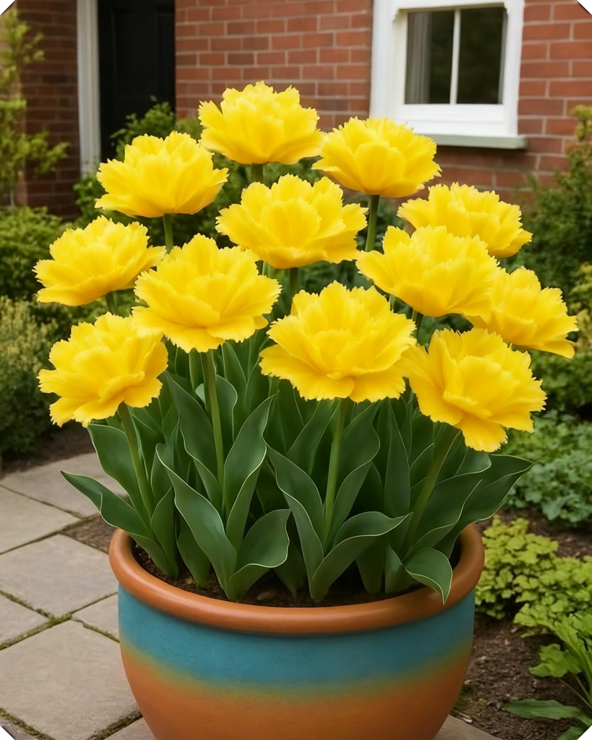 Tulipano ornamentale – Ideale per creare spazi luminosi e accoglienti-15bulbi-S