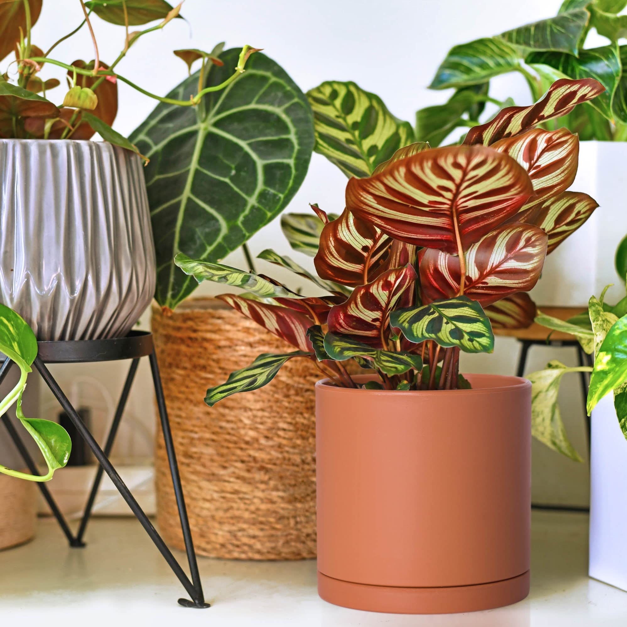 Amazon.com : D'vine Dev 4 Inch 5 Inch 6 Inch, Set of 3 Plastic