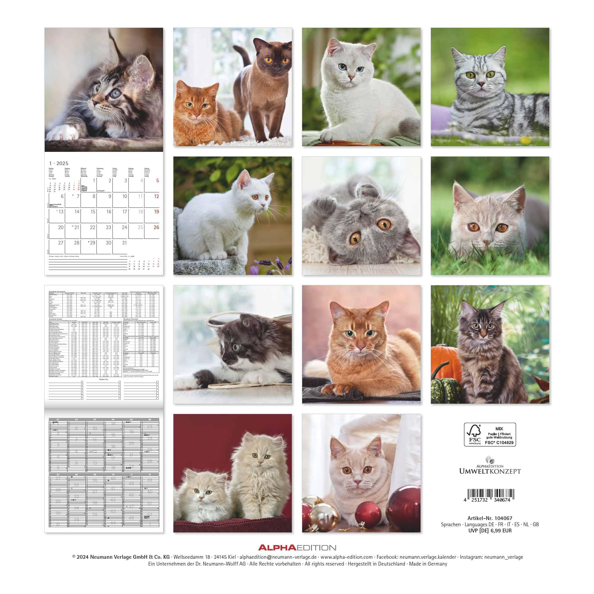 Alpha Edition - Katzen 2025 Broschürenkalender, 30x30cm, Wandkalender mit Platz für Notizen und Termine, schöne Motive von Katzen, Monatsübersicht und Ferientermine DE/AT/CH