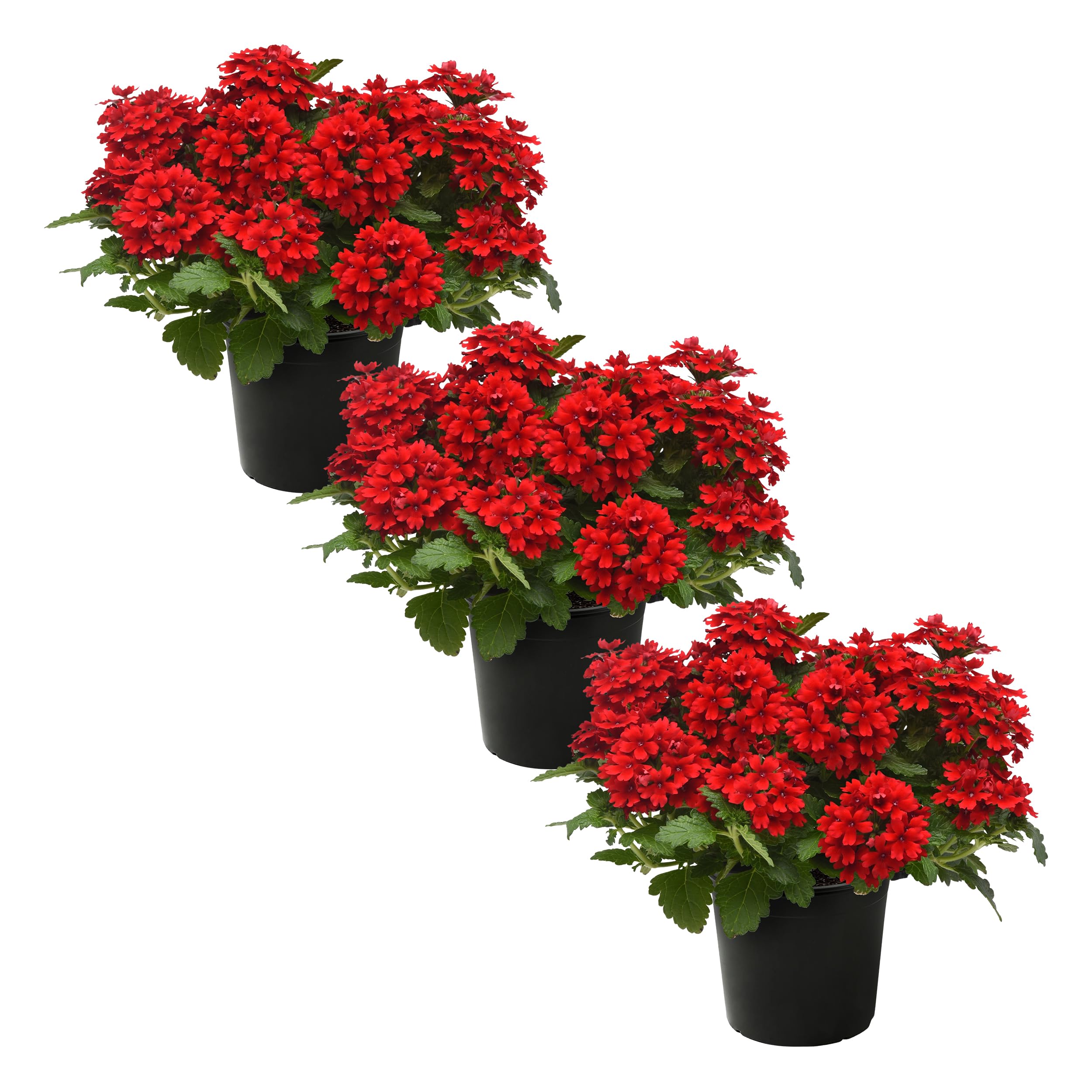 Live Flowering Verbena Shades of Red
