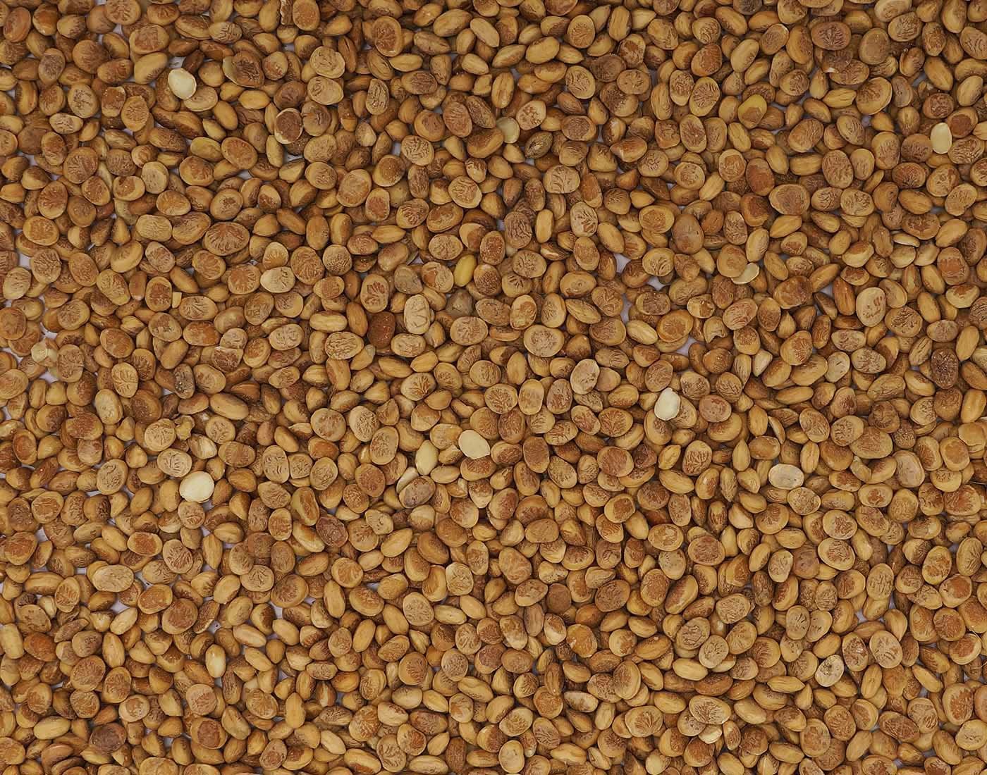 Sainik's Dry Fruit Mall Almondette Kernels/Chironji, 500 grams 2