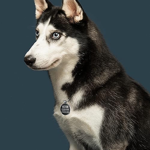 Miniatura 6 de Etiqueta de perro con código QR, etiquetas de identificación de mascotas, etiquetas de nombre de perro personalizadas, etiqueta de identificación de