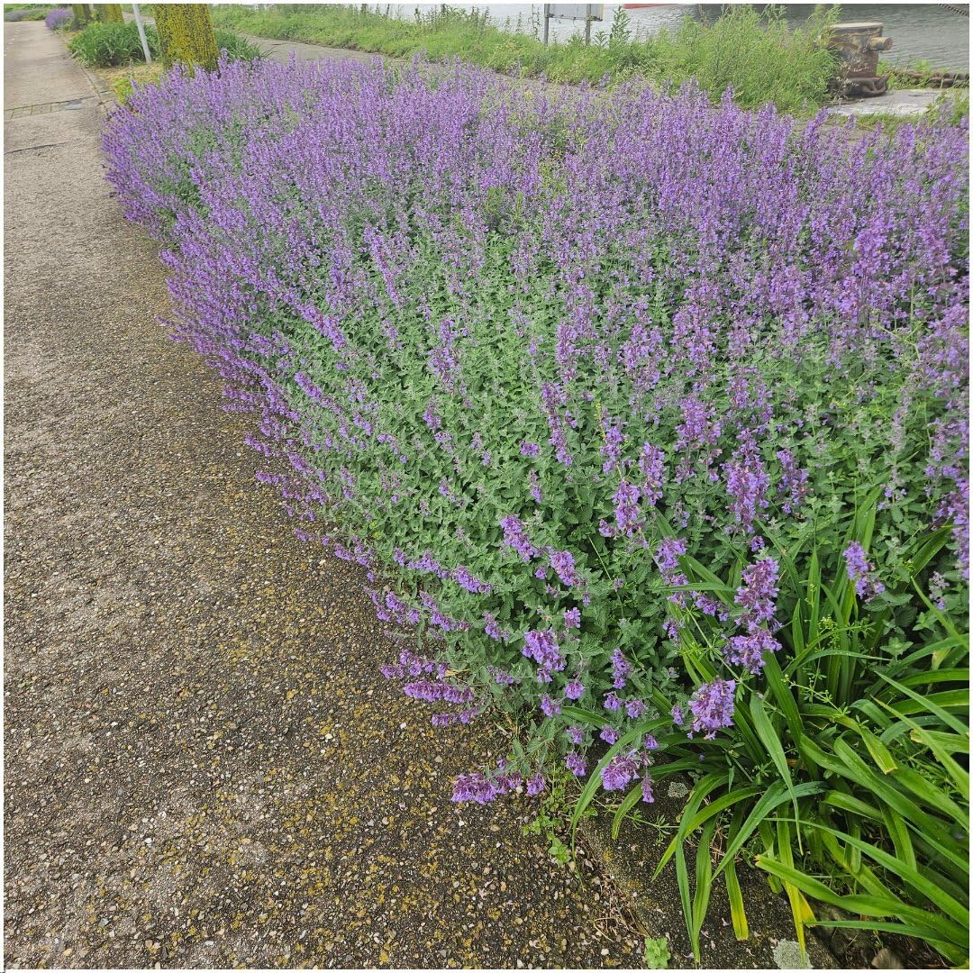 Plants by Frank | 6 Katzenminze Pflanzen | Nepeta 'Walker's Low' | Bodendecker Winterhart Mehrjährig | Stauden | Dunkelviolette Blütenfarbe | Bienenfreundlich | Gartenpflanzen