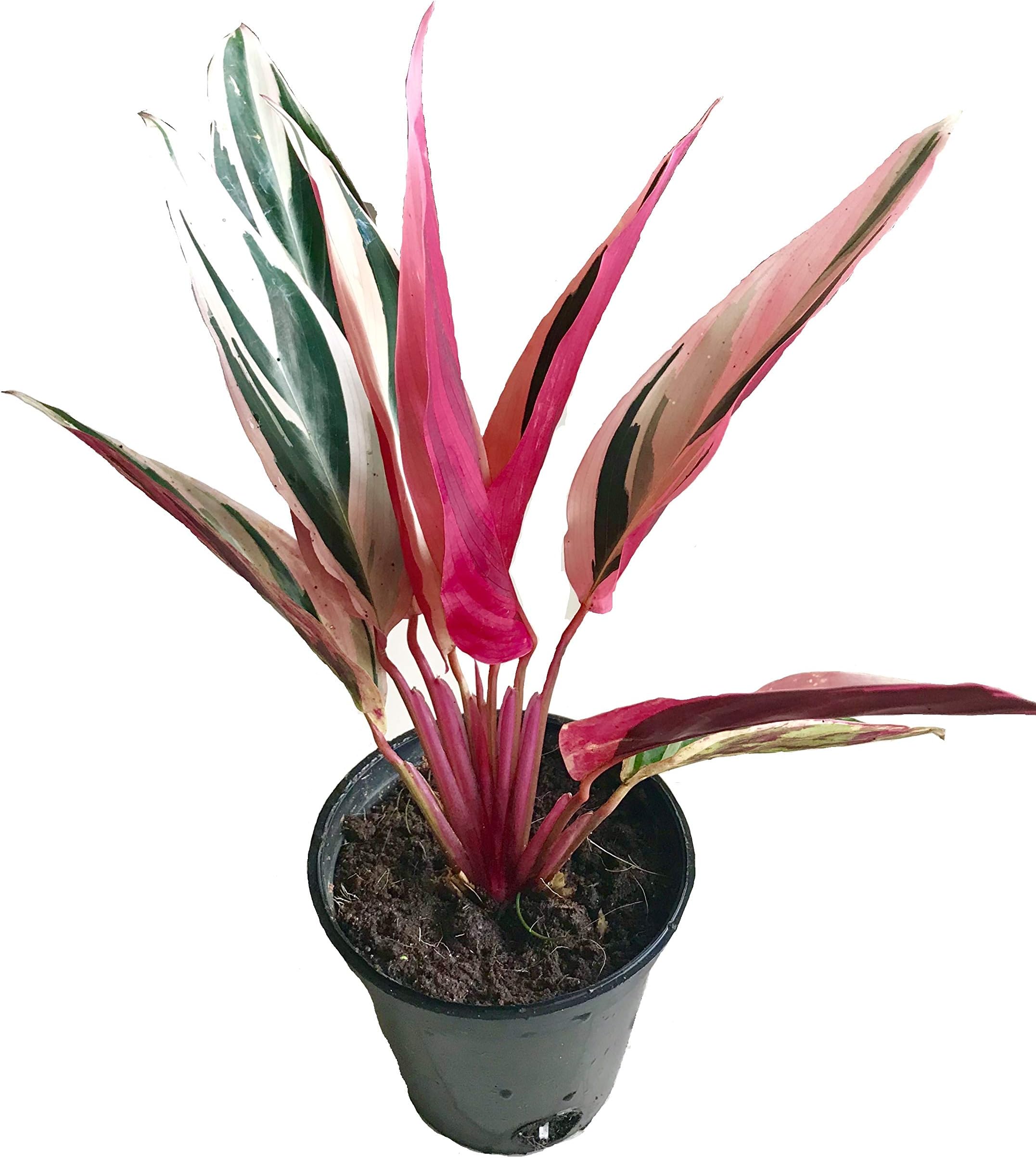 The Four Seasons Calathea Triostar | Stromanthe Sanguinea | Natural Live Prayer Plant in Pot