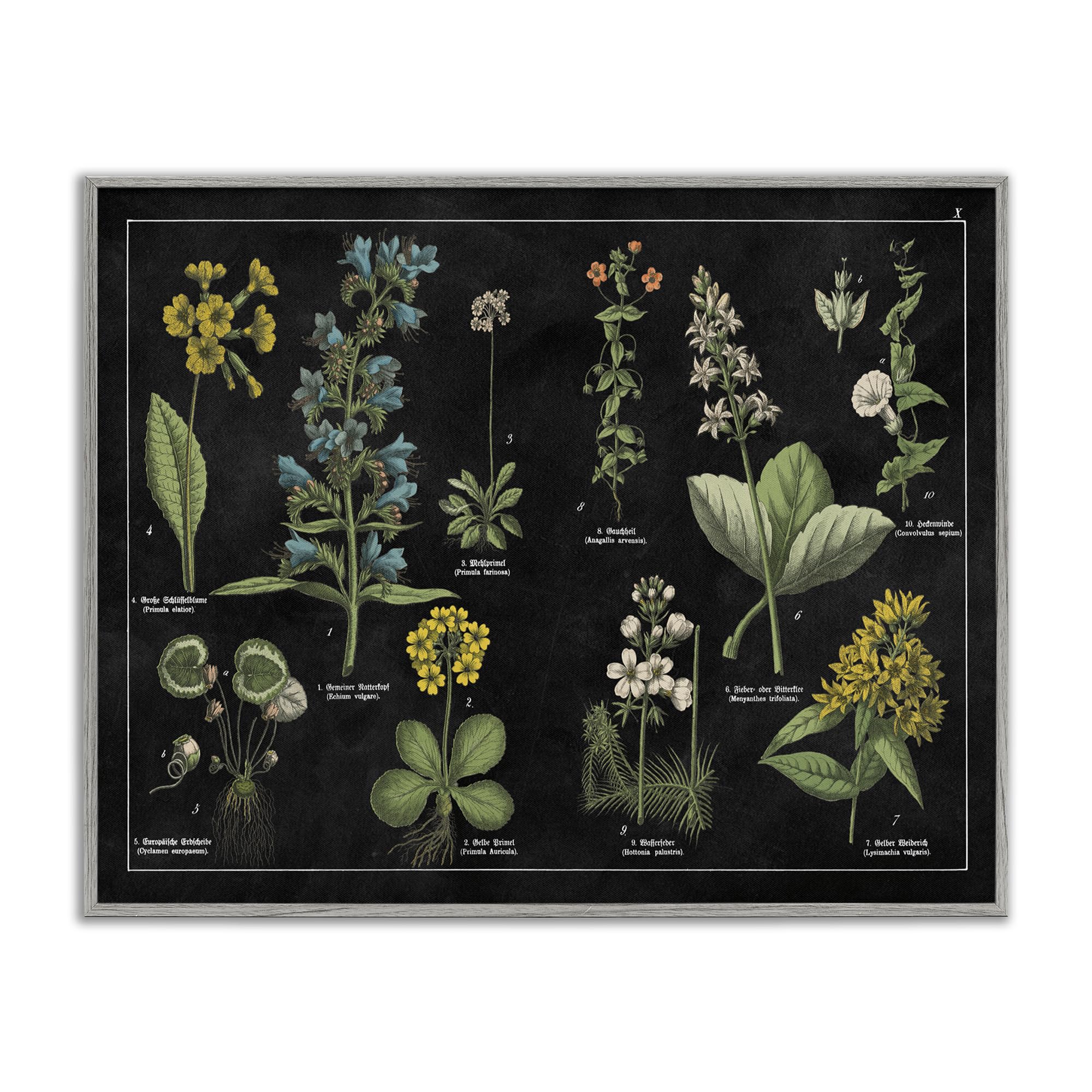 Stupell Industries 'Antique Wild Flower Chart', Framed Giclee Art, Gray, 20 x 16 Inches, Easy to Hang and Sturdy, Made in USA, by Wild Apple Portfolio