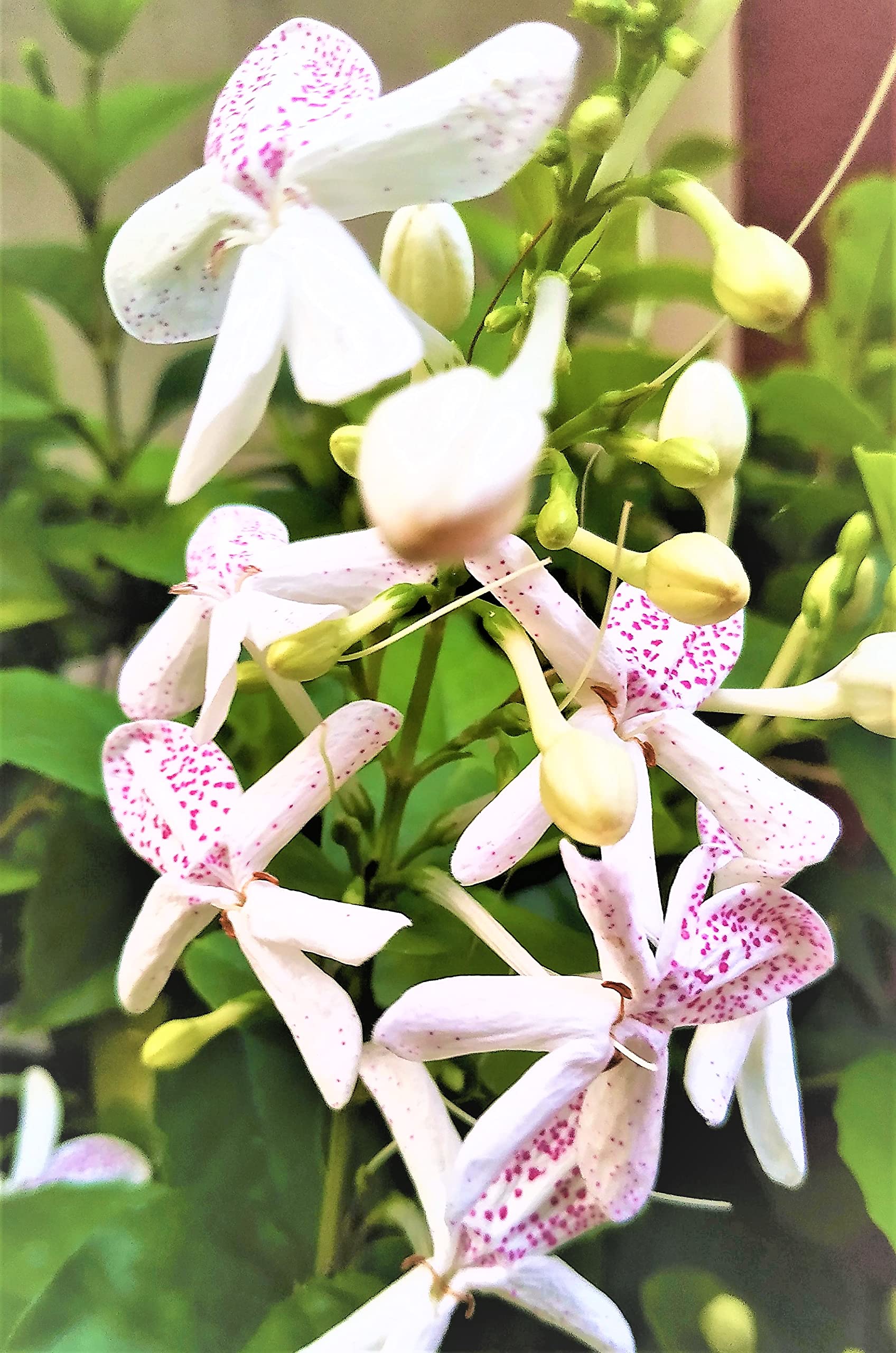 NATURE WORLD PREMIUM HYBRID NITYA MALLI ULLANTHA MALLI CHUKKA MALLI JASMINE LAYER MOGRA HEALTHY LIVE PLANT (B0BSR6C8G8) Amazon Price History, Amazon Price Tracker