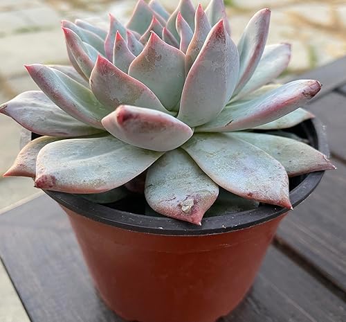 Miniatura 3 de Live Echeveria Blue Bird - Planta suculenta de 4 pulgadas, baja agua, tolerante a la sequía con tierra, floración durante todo el año, verde con