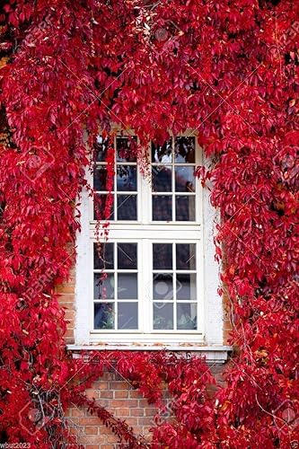 Virginia Creeper Seeds, Engelmann, hiedra de cinco hojas, Parthenocissus quinquefolia. (30 semillas)