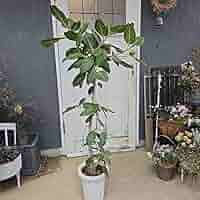 ⑧　フィカスベンガレンシ　8号特大苗木最高等級極上品‼️　極太 ⑳ フィカスベンガレンシ 8号特大苗木最高等級極上品‼️ 極太