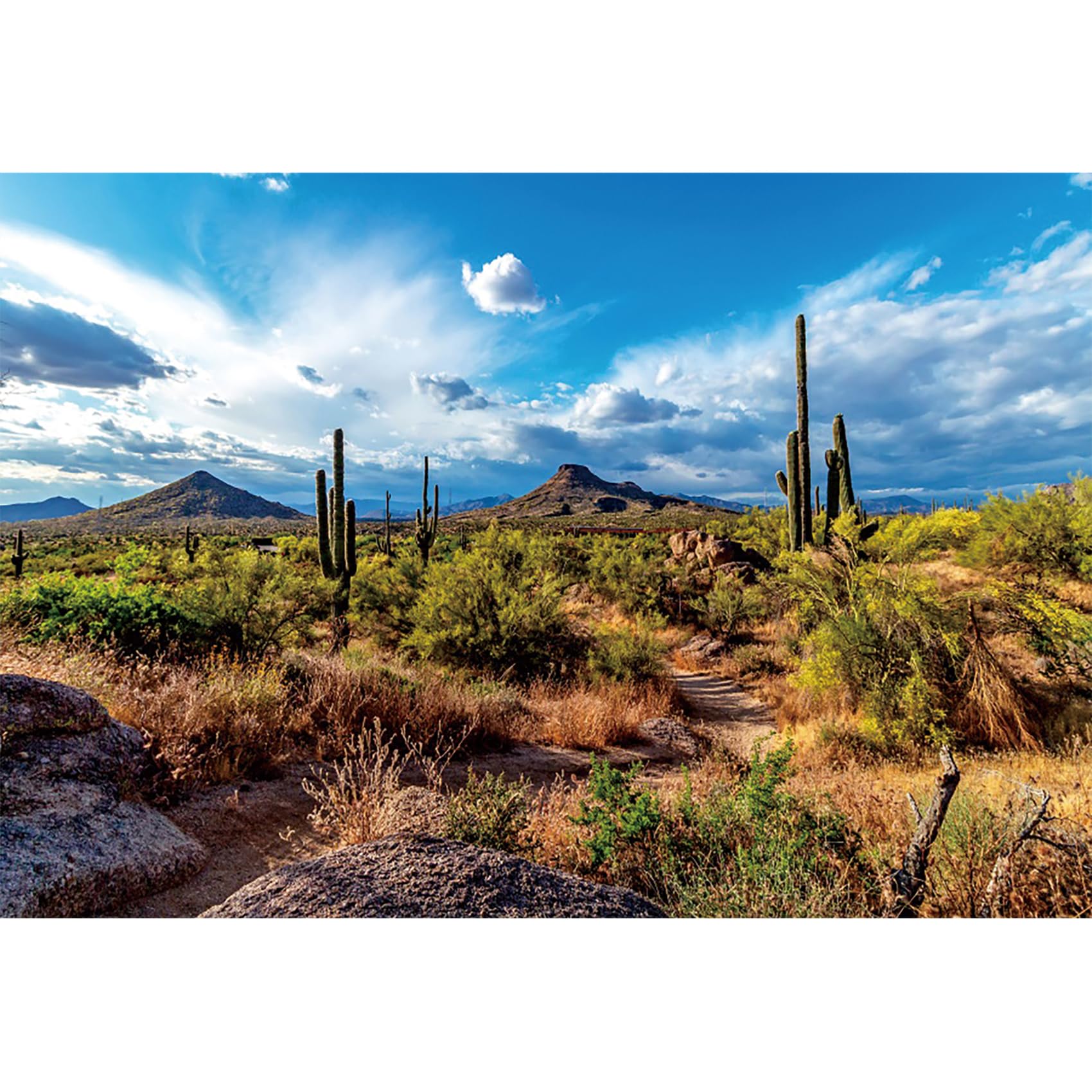 Desert Cactus Backdrop 6x4ft Joshua Tree National Park Blue Sky Sand Dunes Sandstone Cactus Photography Background Western Wilderness Green Plants Terrarium Background Banner Photo Props