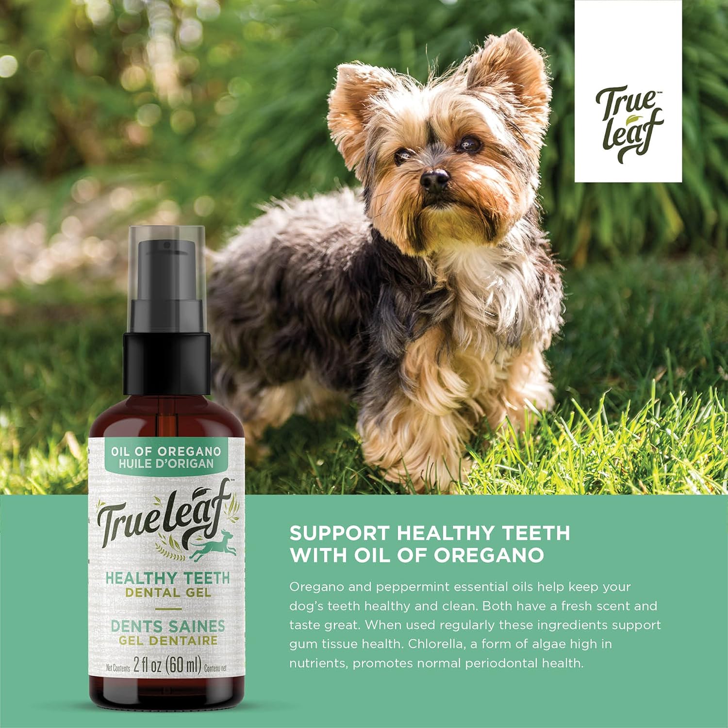 Amazon Com True Leaf Oil Of Oregano Healthy Teeth Dental Gel 60ml Pet Supplies