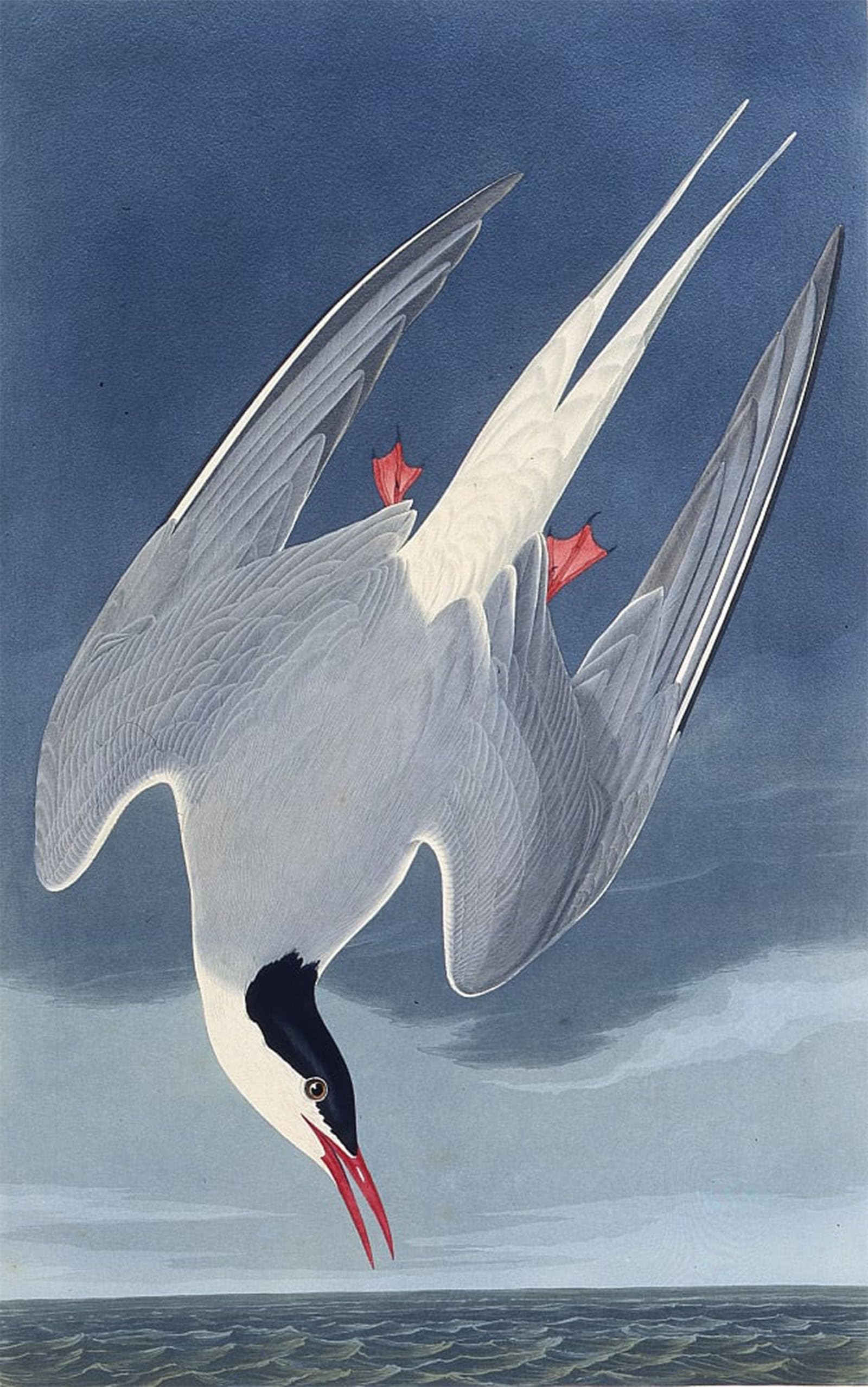 Posteriik No Frame Famous Animal Posters Vintage Picture The Arctic Tern From The Birds Of America By John Jame Audubon Modern Wall Decor For Home Decor 60X90cm