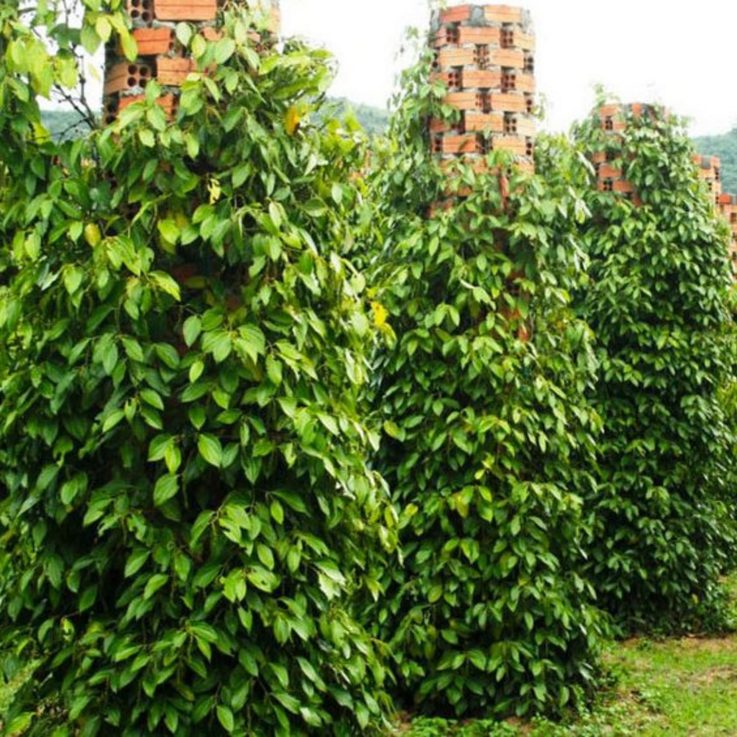 Amazon.com : Black Pepper Plant Live, 4 to 6 Inches Tall, Live Pepper Plant,  Piper Nigrum Live Plant, Herb Plant for Garden : Patio, Lawn & Garden