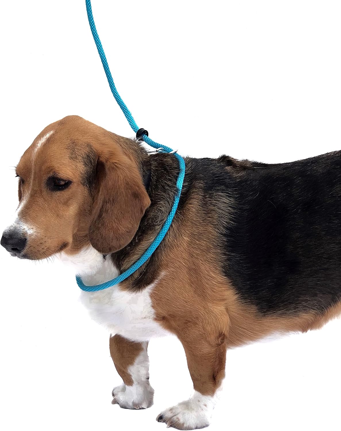 Not So Fast Rover No-Pull Dog Headcollar - Premium-One Size Fits All - Corrects Your Dog's Pulling for Easier Walks - Gain Control. Stop Pulling. Most Comfortable Head Halter Made(Turquoise)