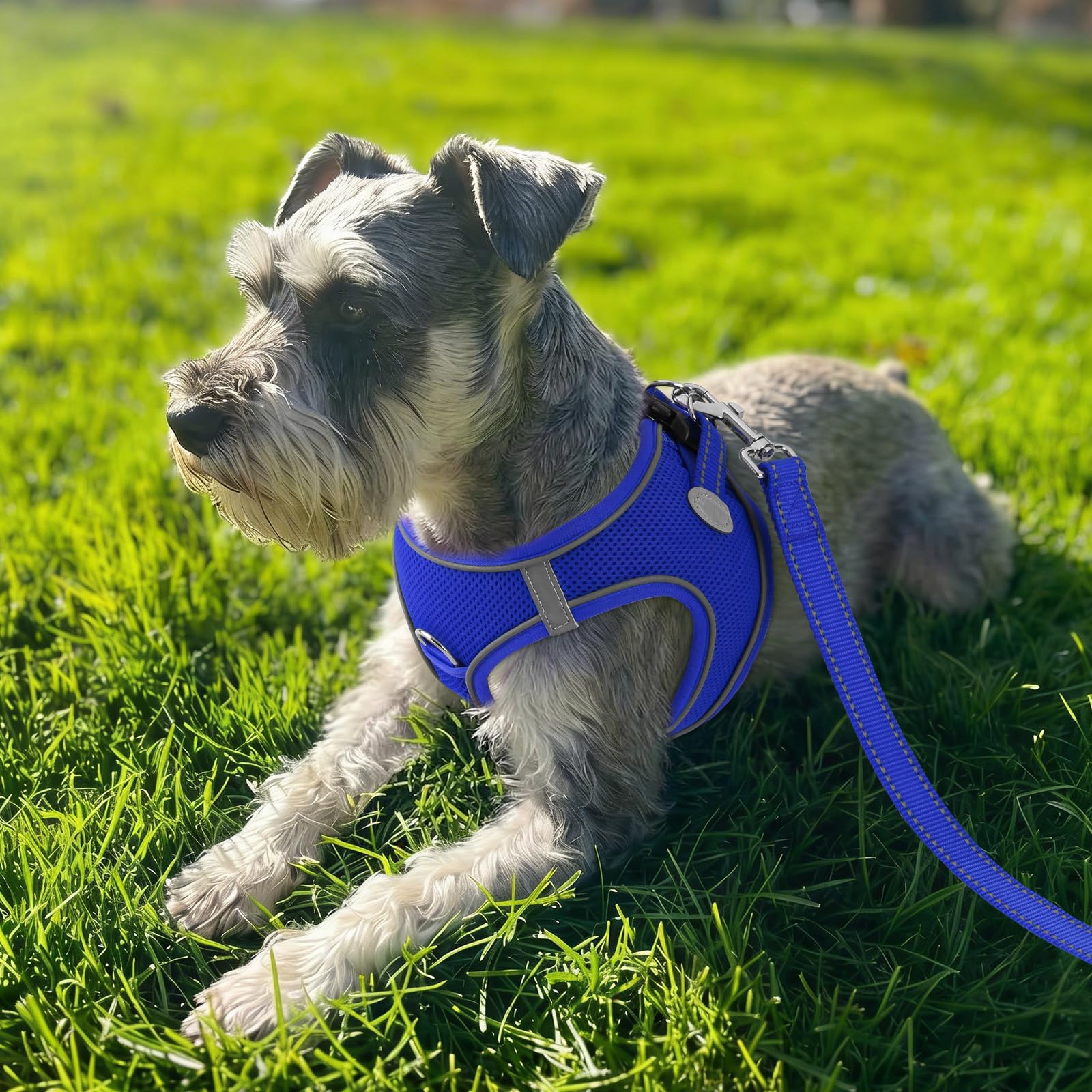 Joytale Arnes Perro, Reflectante Cómodo Transpirable Arnés, Perros Arneses Chaleco para Gato y Cachorros Perro, Azul, XS — view 10