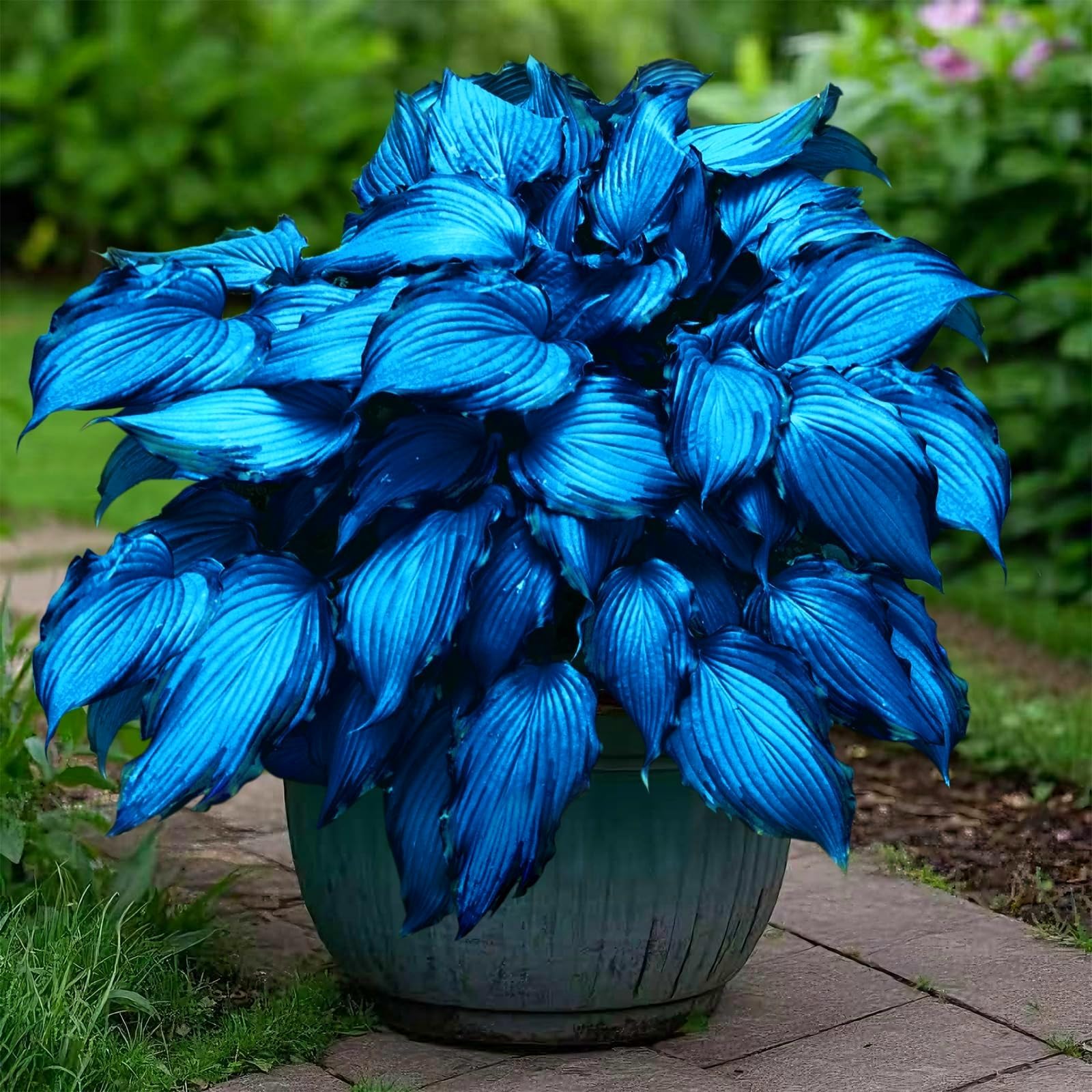 Perennial/Butterfly Flower//Hostas rhizomes/Excellent Display/Hosta Bulbs for Planting Now UK-15Bulbs -h