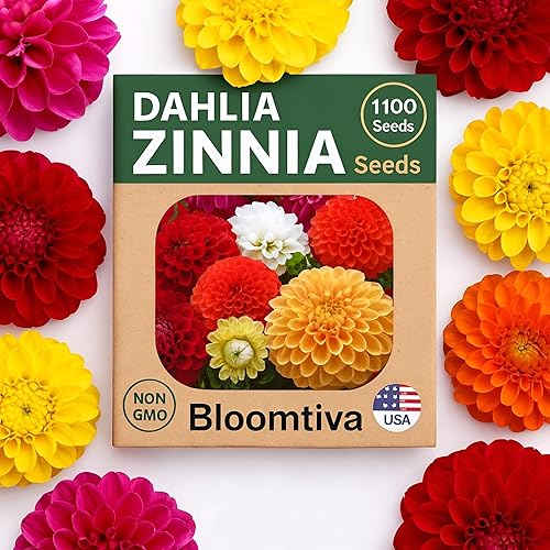Dahlia - Semillas de zinnia a granel, 1100 semillas de zinnia tradicionales para plantar al aire libre, colores mezclados y flores grandes para