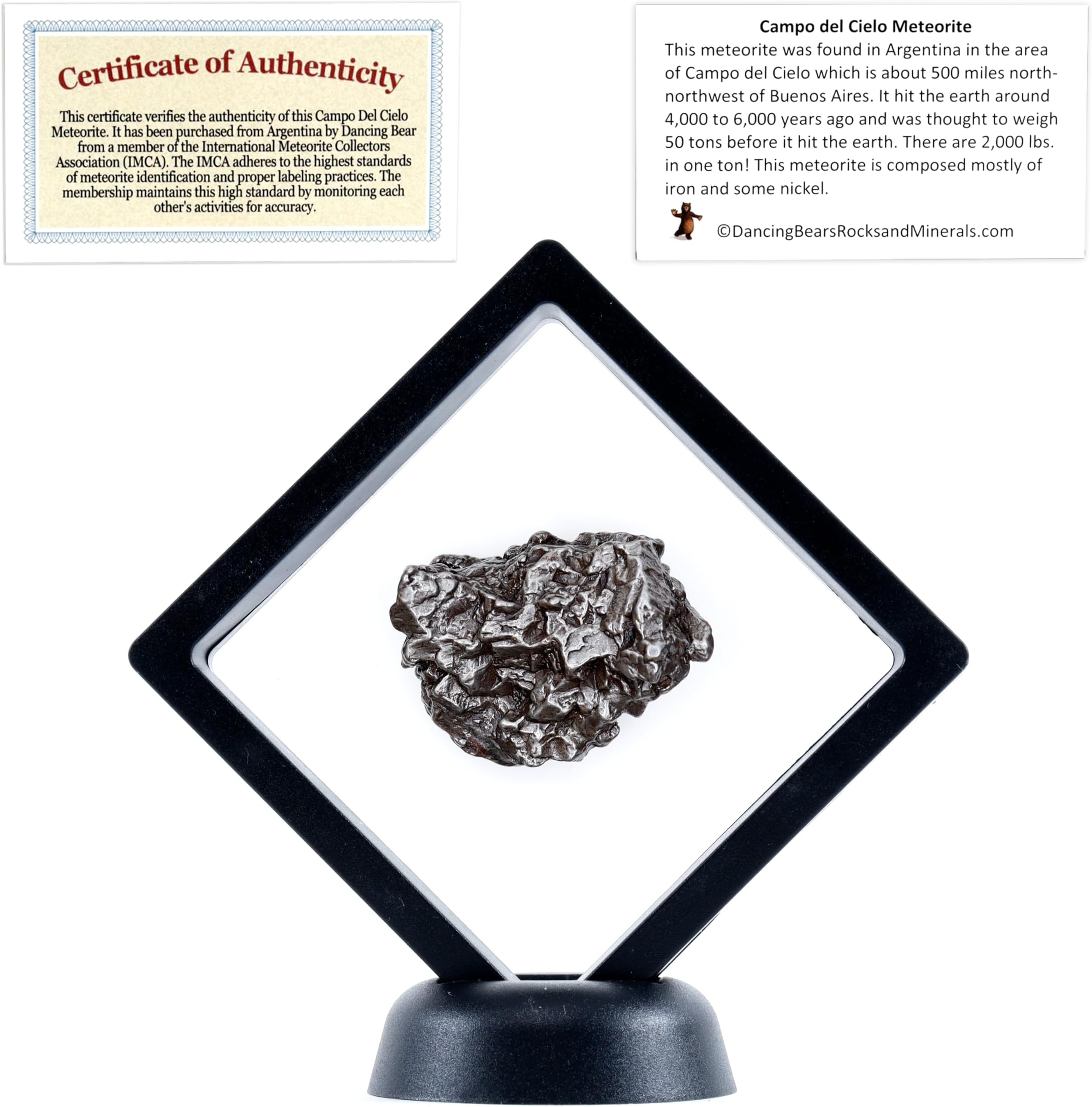 DANCING BEAR Real Meteorite Extra Large (60-70g) Genuine from Campo Del Cielo Argentina, Certificate of Authenticity, Display Stand, ID Card, Space Rock, Assembled in The USA