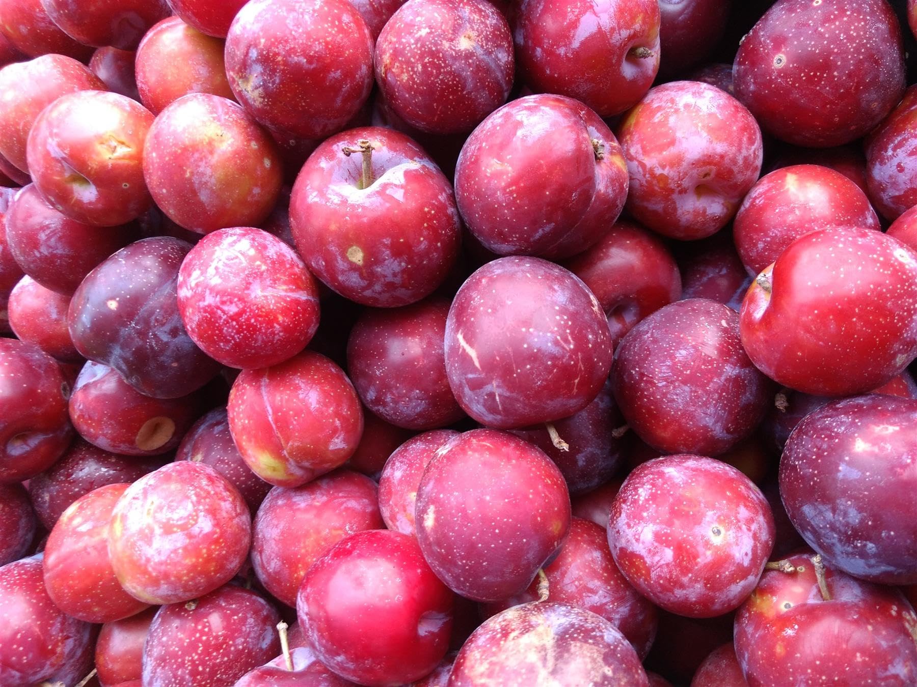 Prunus Victoria Plum Fruit Tree 2-3Yr 6ft Supplied in a 7 Litre Pot by DirectPlantsβ’