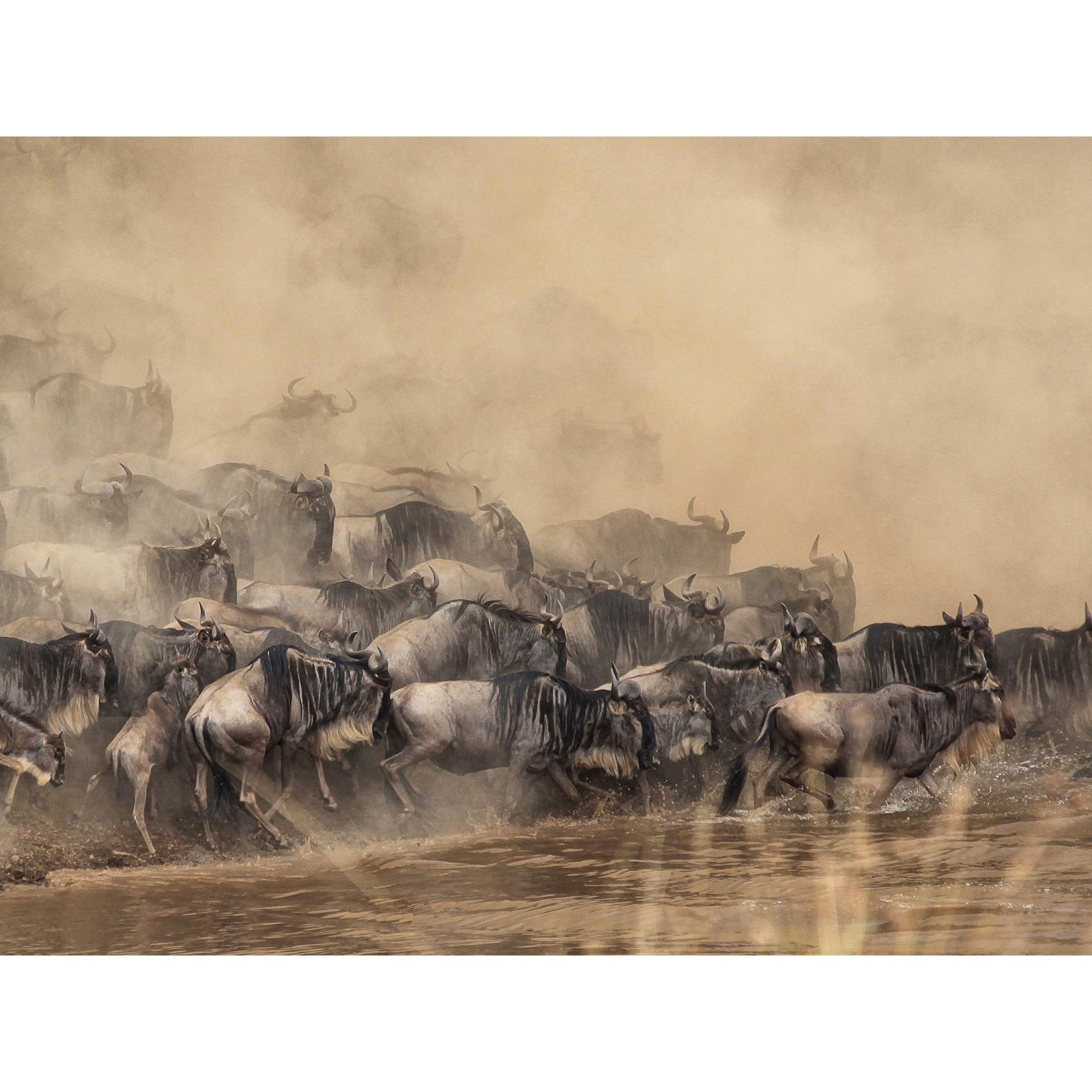Wildebeest Antelope Herd Dust Großer Kunstdruck Poster Wanddekoration 45,7 x 61 cm