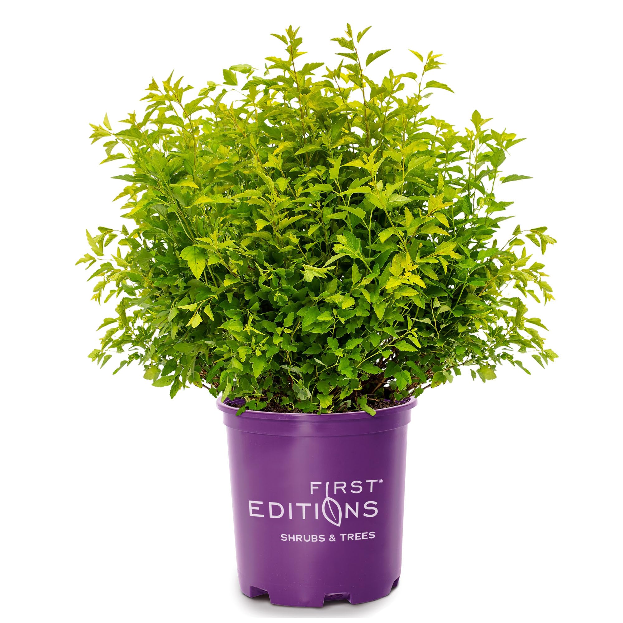 Amazon.com : 2 Gallon FIRST EDITIONS Ninebark, Lucky Devil Shrub