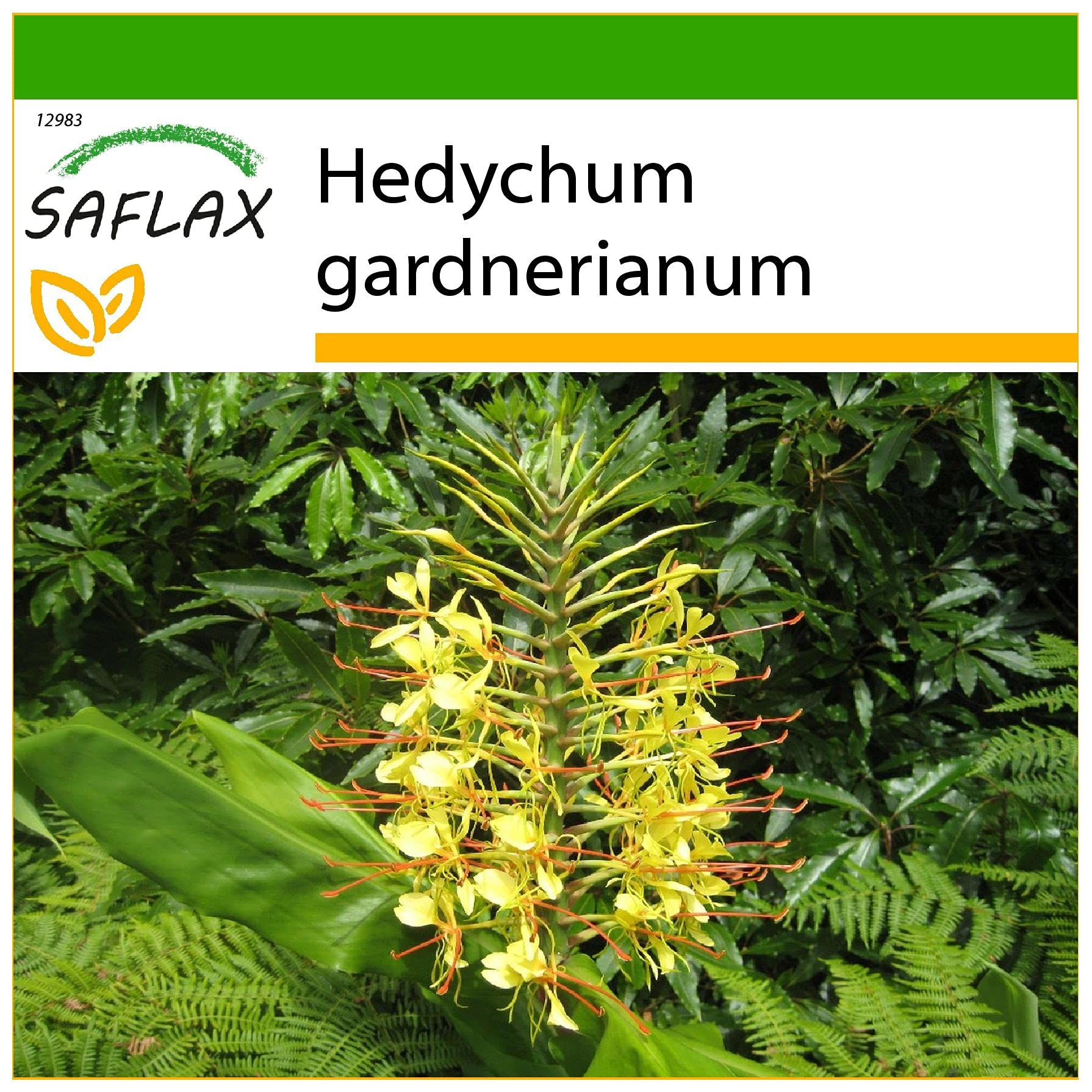 SAFLAX - Red Ginger Lily - 10 Seeds - with Soil - Hedychum gardnerianum