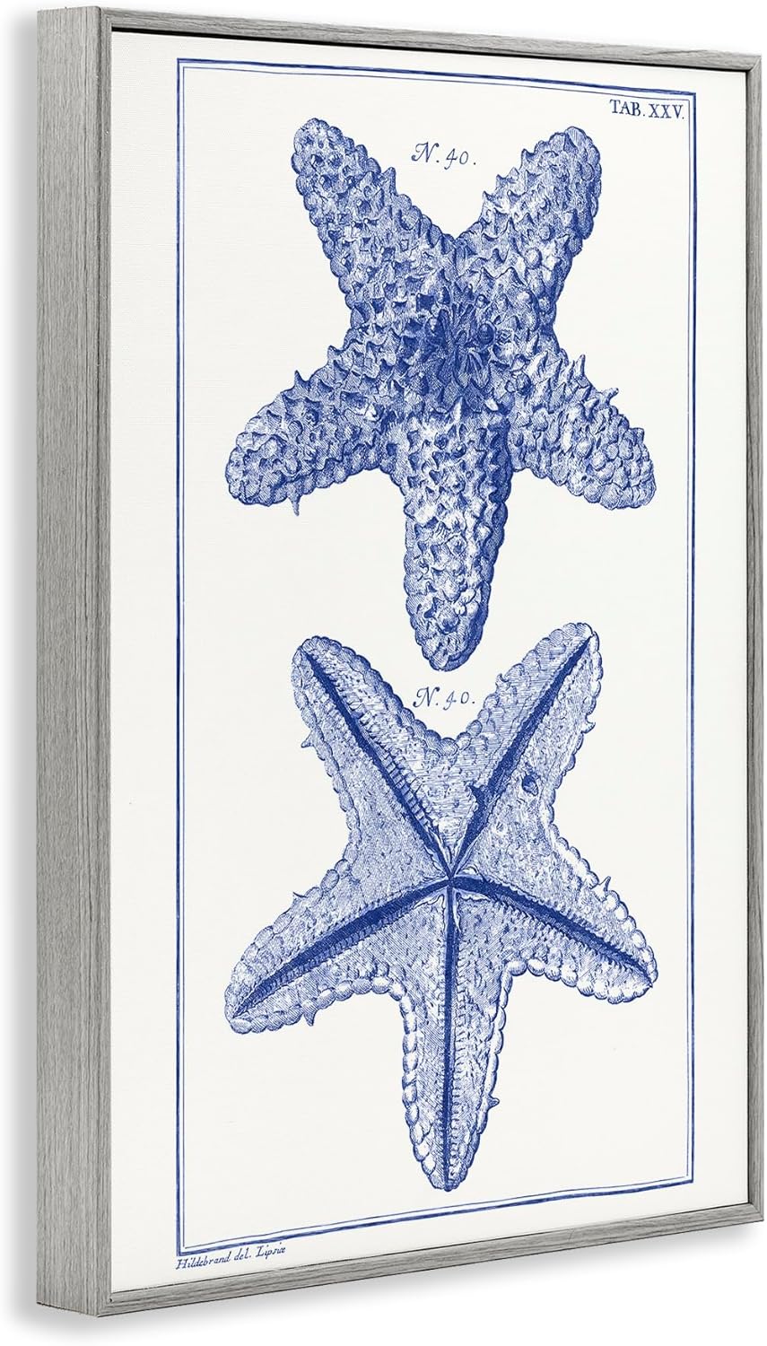Stupell Industries Blue Starfish Studies Framed Giclee Art Design by Vision Studio
