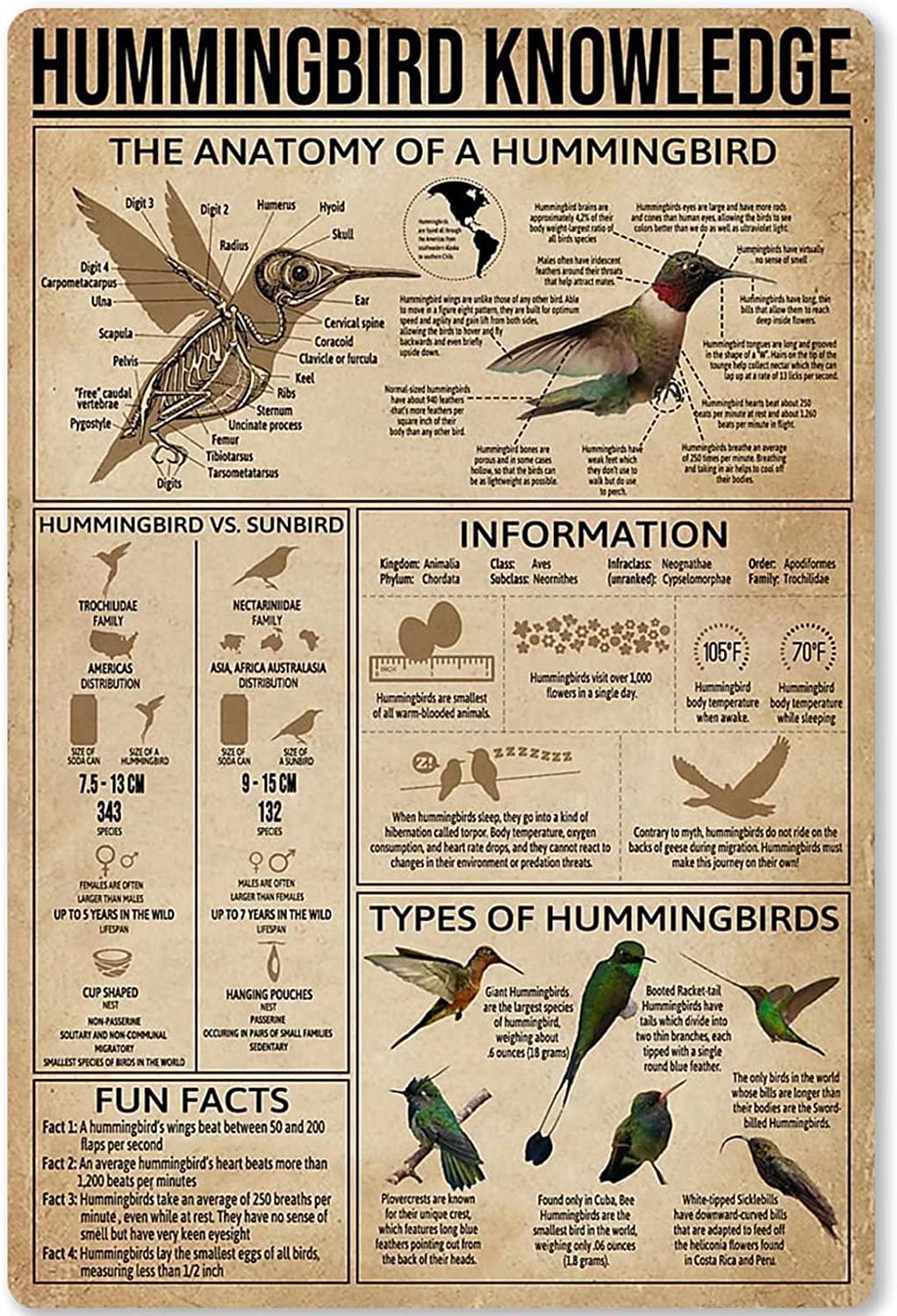 rayprint The Anatomy Of A Hummingbird Plaques Hummingbird Knowledge Metal Signs Office Science wall Hanging Tin Sign Home Classroom Room Education Poster Decor 8x12inches