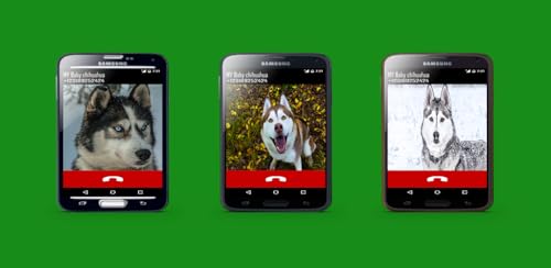 Fake Call From Your Husky Dog, Puppy Calling Prank for Siberian Huskies Dogs Lovers and Pet Owner -