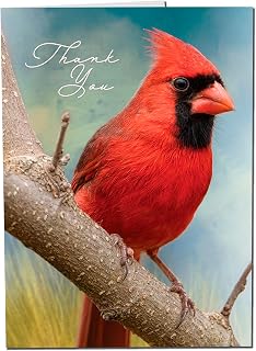 MPC Brands Small Cardinal Funeral Thank You Cards - Sympathy Bereavement Thank You Cards With Envelopes - Message Inside (Cardinal, 25)