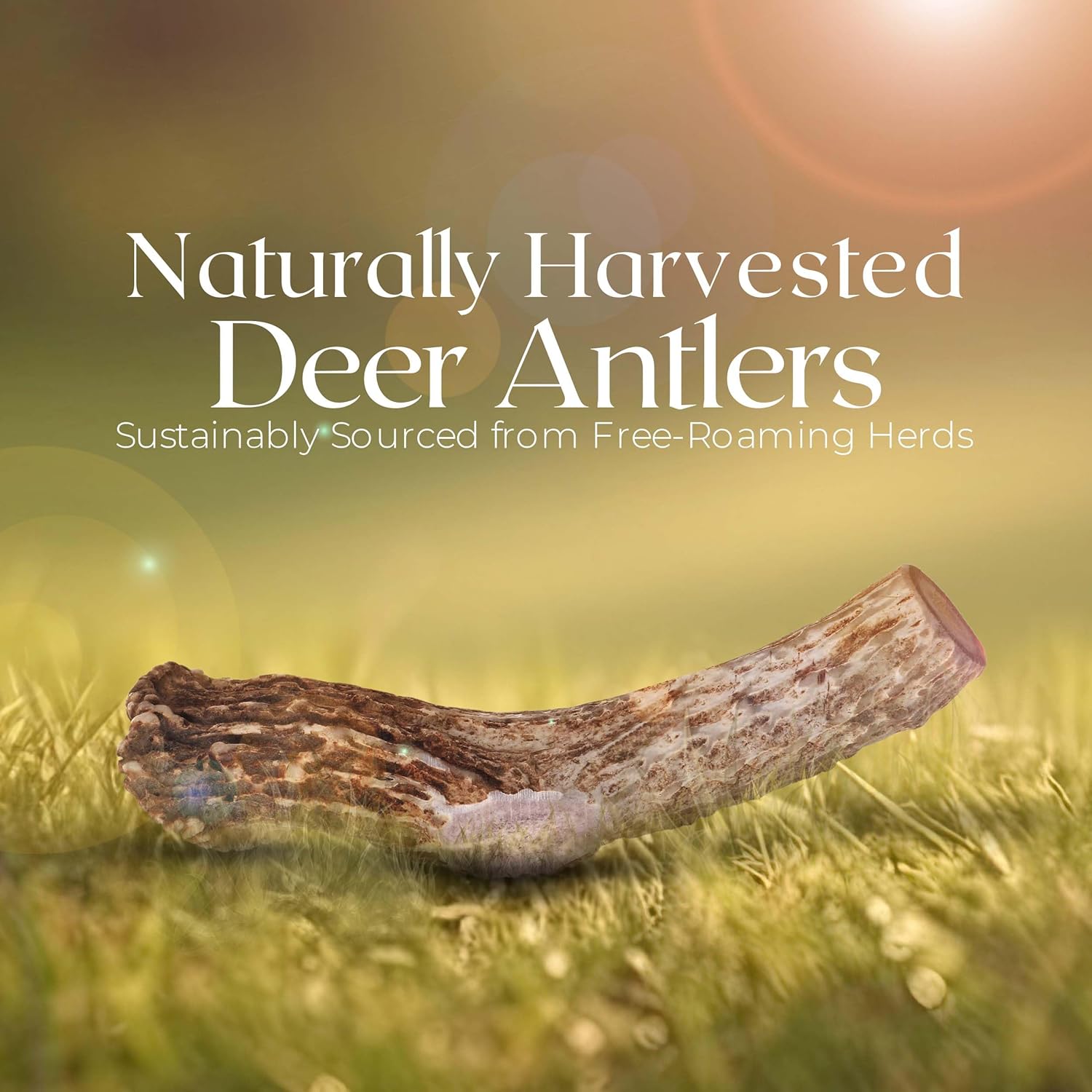 Premium White Tail Deer Antler Dog Chews, 100% All Natural, Naturally Shed Antlers, Select Cut to Size, Sanded Smooth, Dog Bones (3 Pack) (Large)