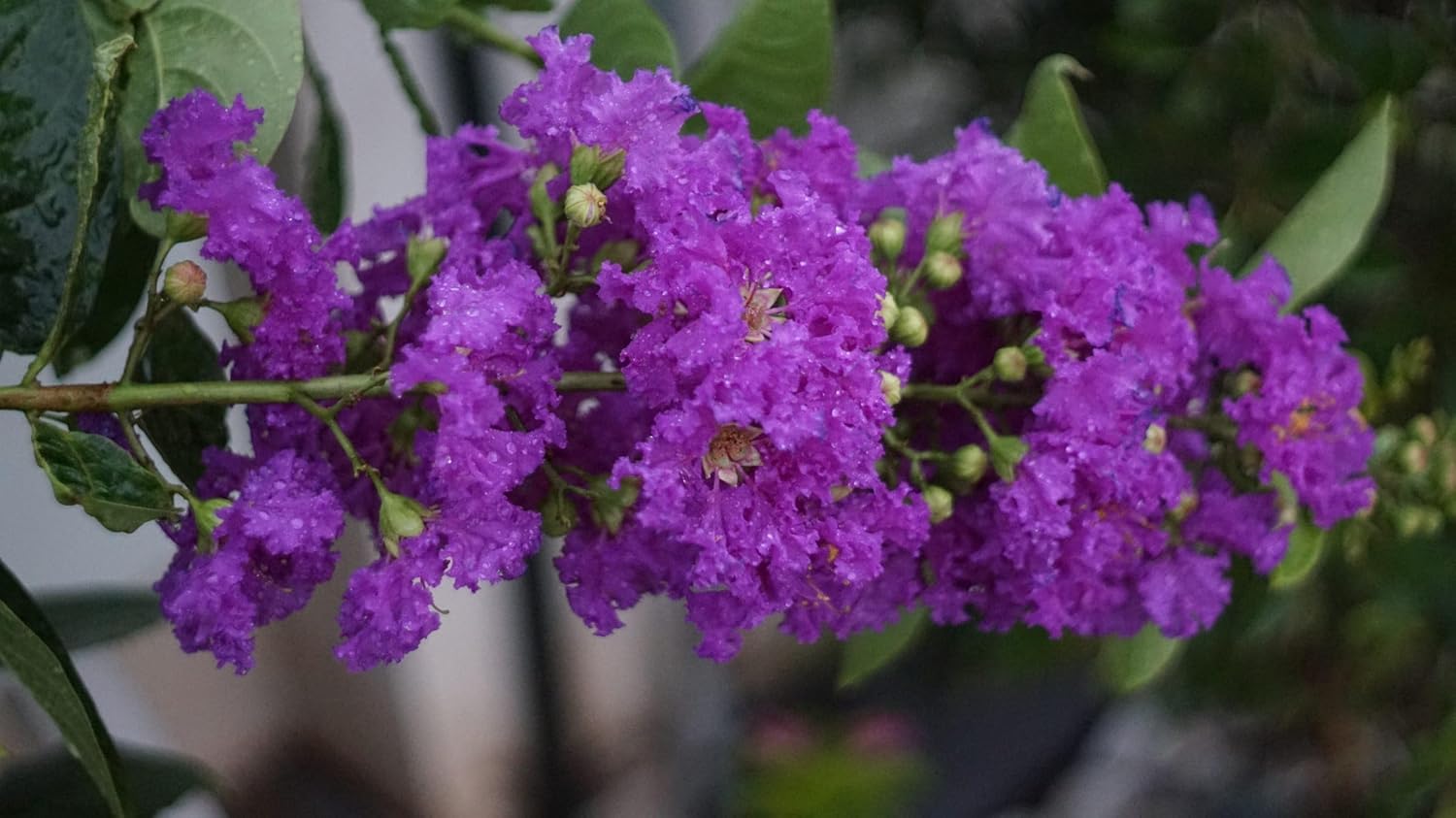 Velmas Royal Delight Crape Myrtle ~ Extremely Dark Purple Flowers Adorn This Unique Dwarf Tree, Can be Grown as a Thick Shrub, Hedge or Small Tree, Matures to 8-10ft Tall & Wide, Ships 1-4ft Tall