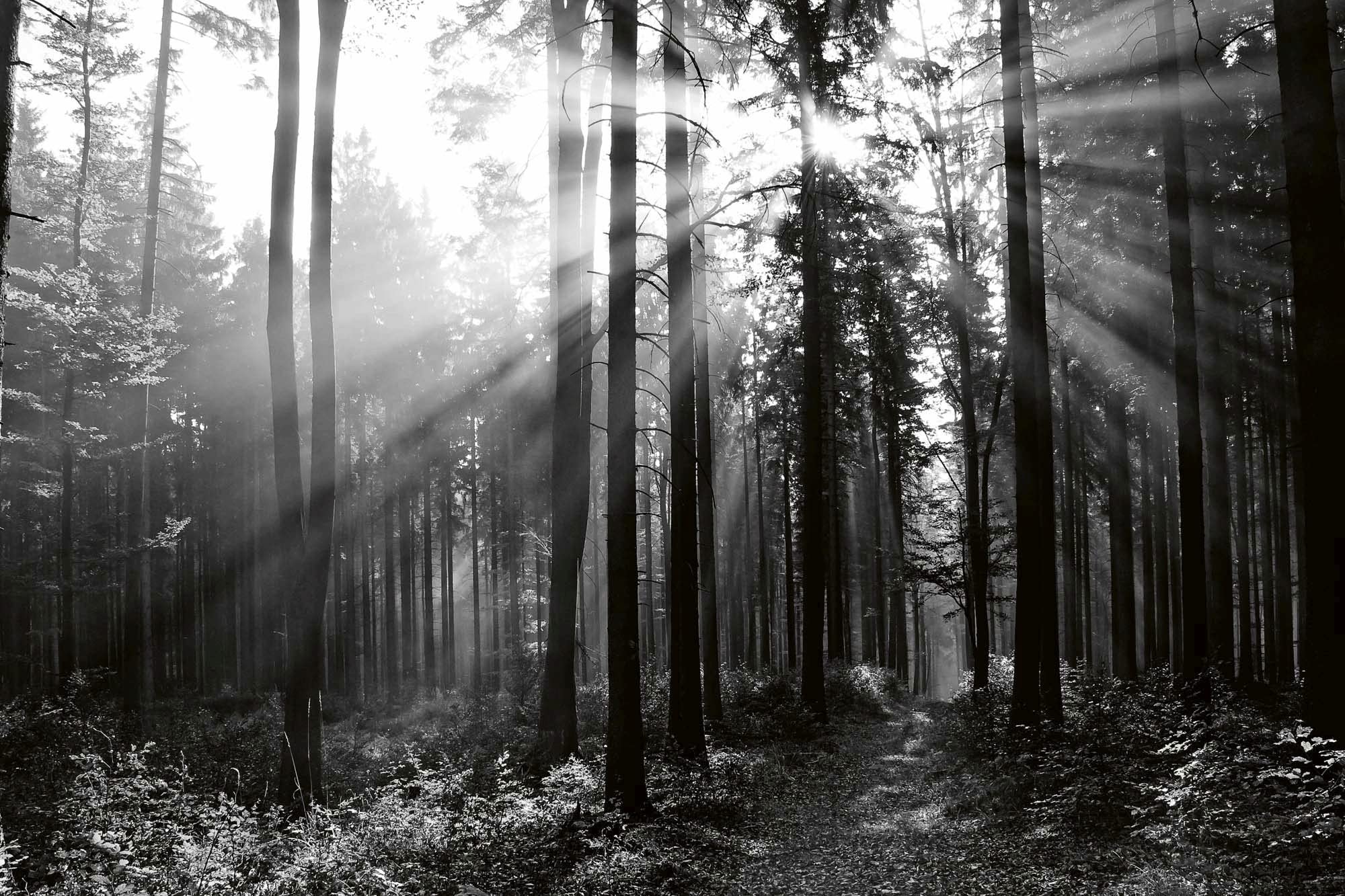 Fototapeta z włókniny, czarno-biały las, 375 x 250 cm (w zestawie klej) – tapeta z włókniny, tapeta ścienna, obrazy ścienne – tapeta do salonu, sypialni, biura, kuchni – gotowa do montażu