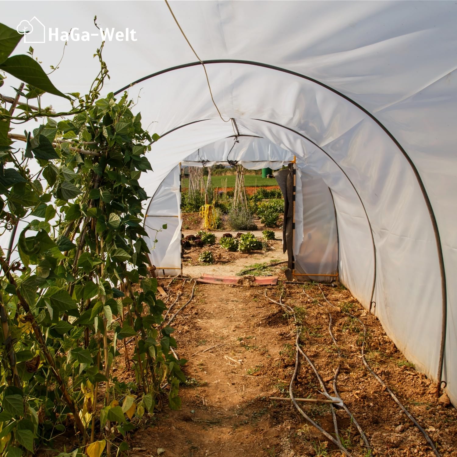 HaGa Pellicola per serra UV5, 6 m x 10 m, in polietilene trasparente, come tunnel di pellicola, serra, pomodori, resistente alle intemperie, ai raggi UV