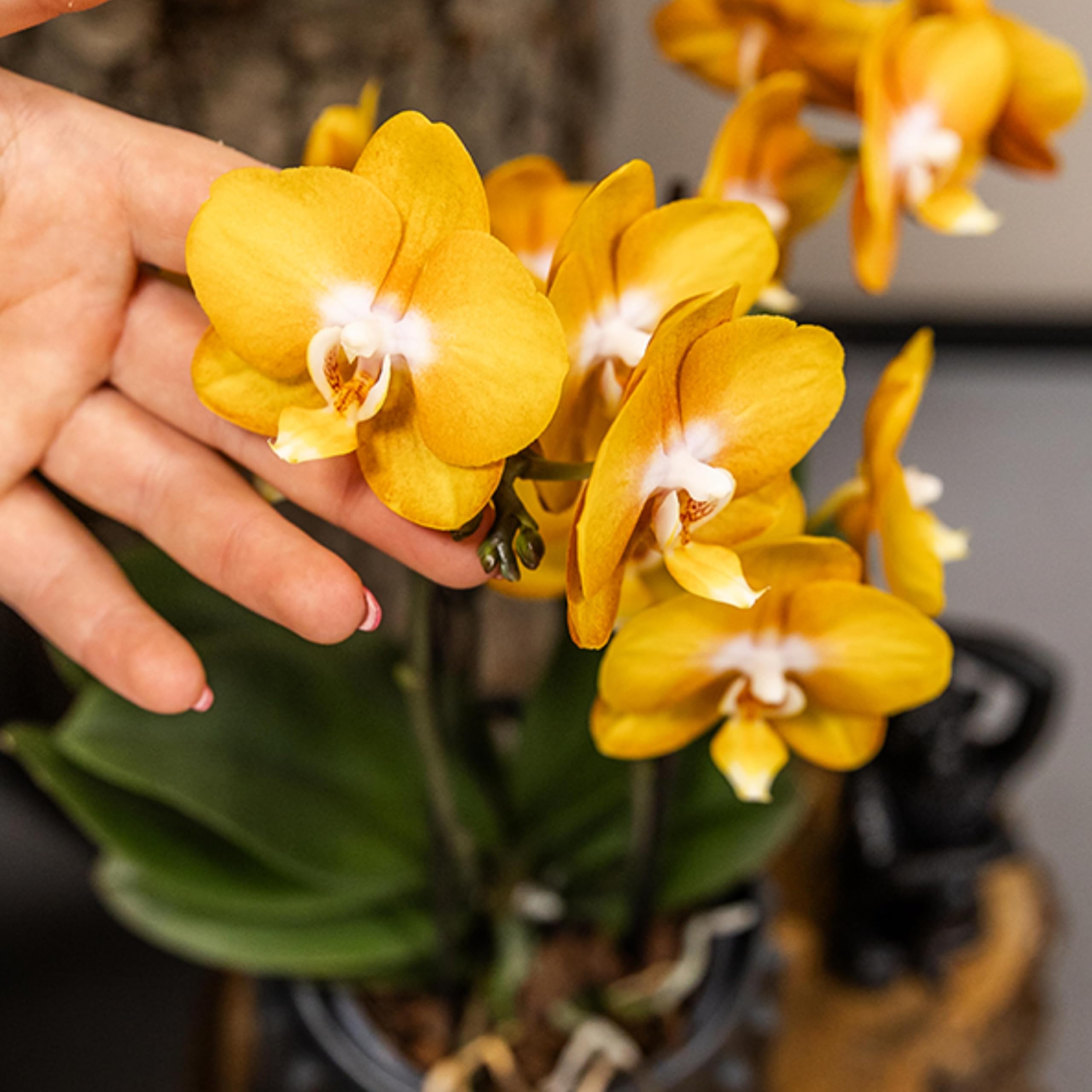 Kolibri Orquídeas | Orquídeas orquídeas Phalaenopsis orquídeas orquídeas orquídeas, diámetro 12 cm | Joya Las Vegas