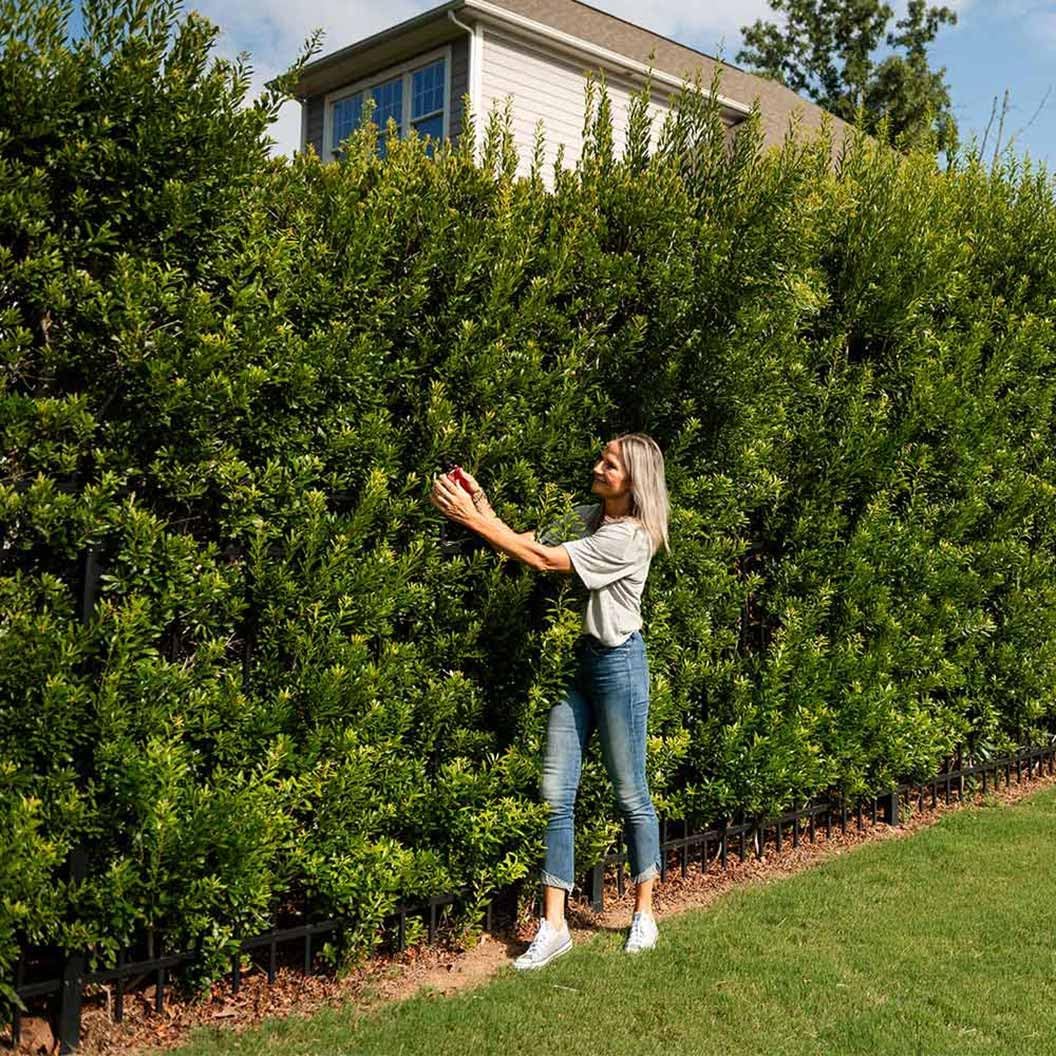 20-24” Tall Southern Wax Myrtle Plant 3 Years Old, Southern Bayberry, Morella cerifera (Myrica cerifera)