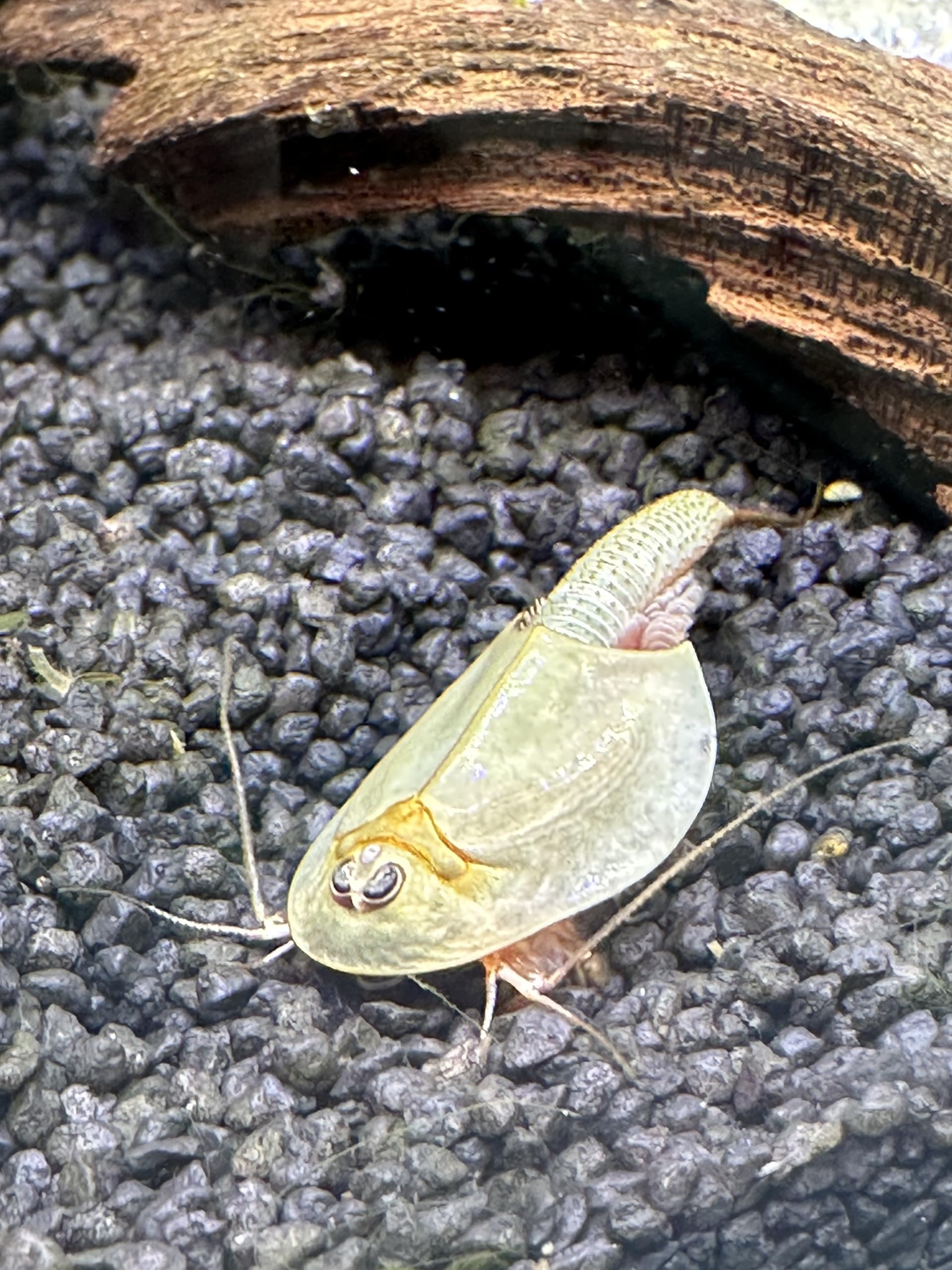 Kopia Triops Longicaudatus ok. 200 Pure Eggs (1 kapsułka)